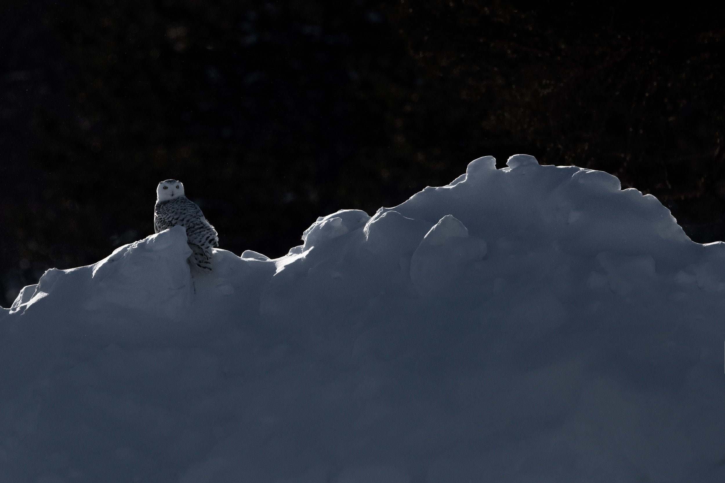 snowy_owl_002_4455b.jpg