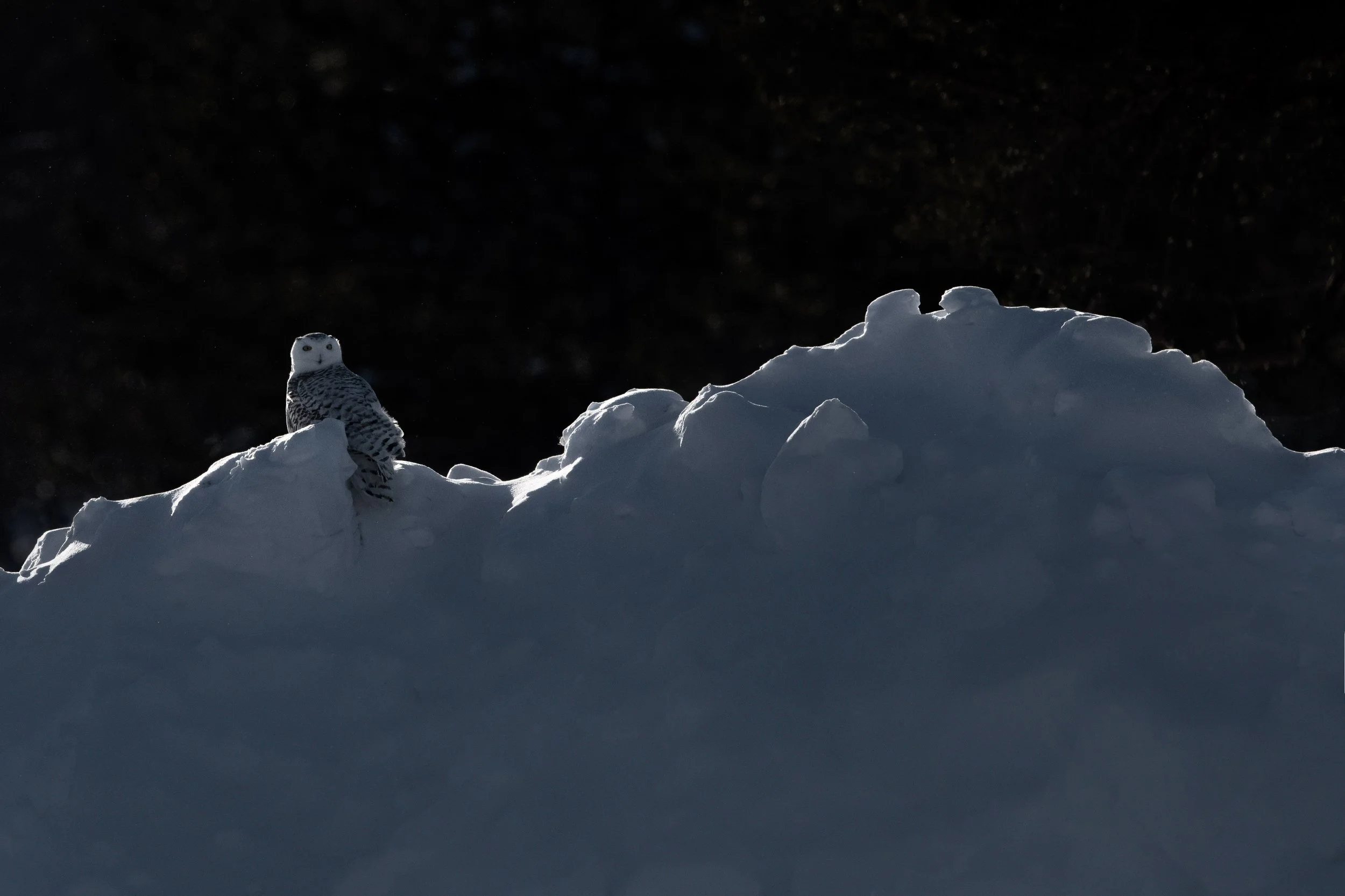 snowy_owl_002_4455b.jpg