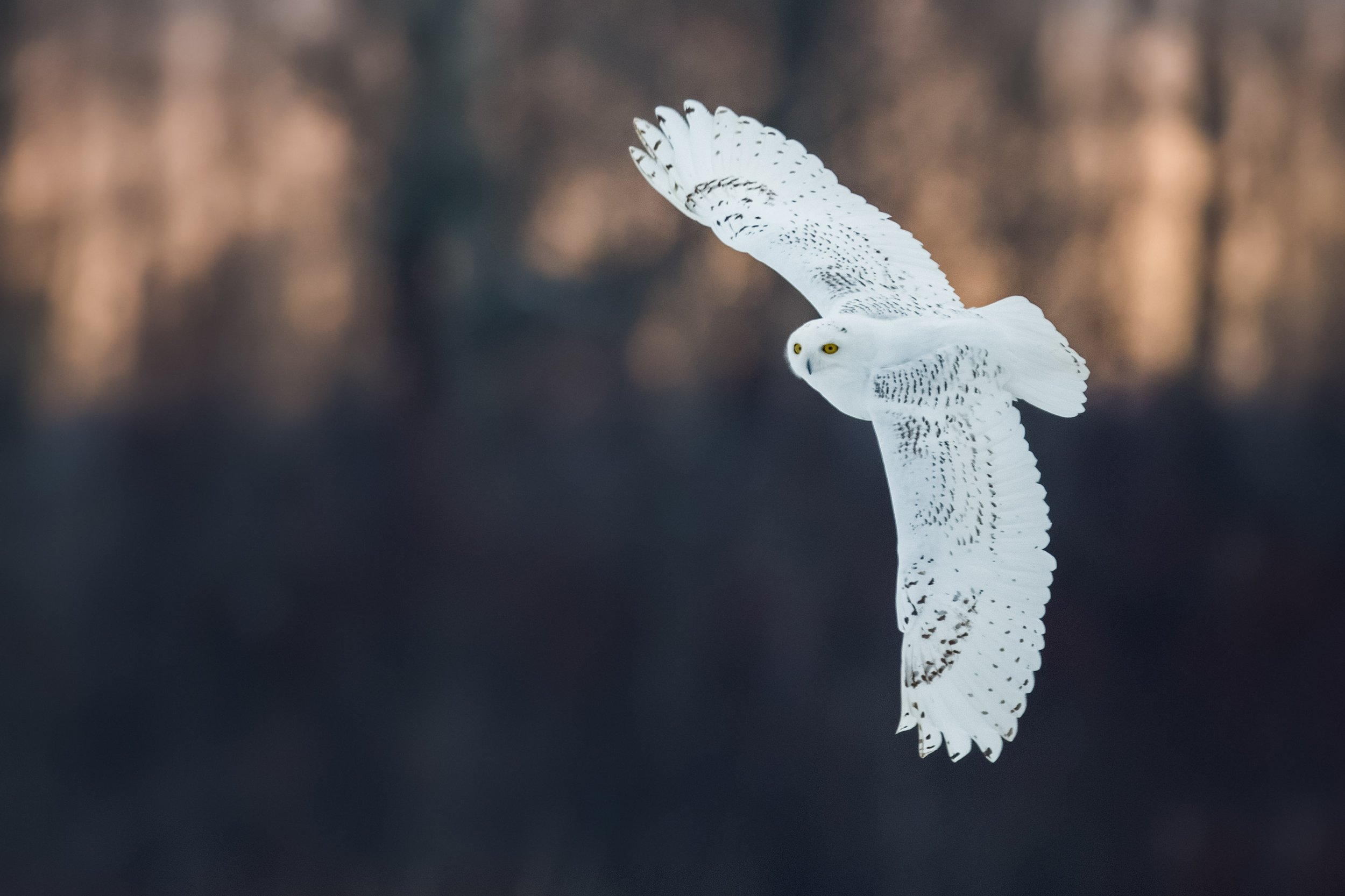 snowy_owl_AG3P3300b-Edit.jpg