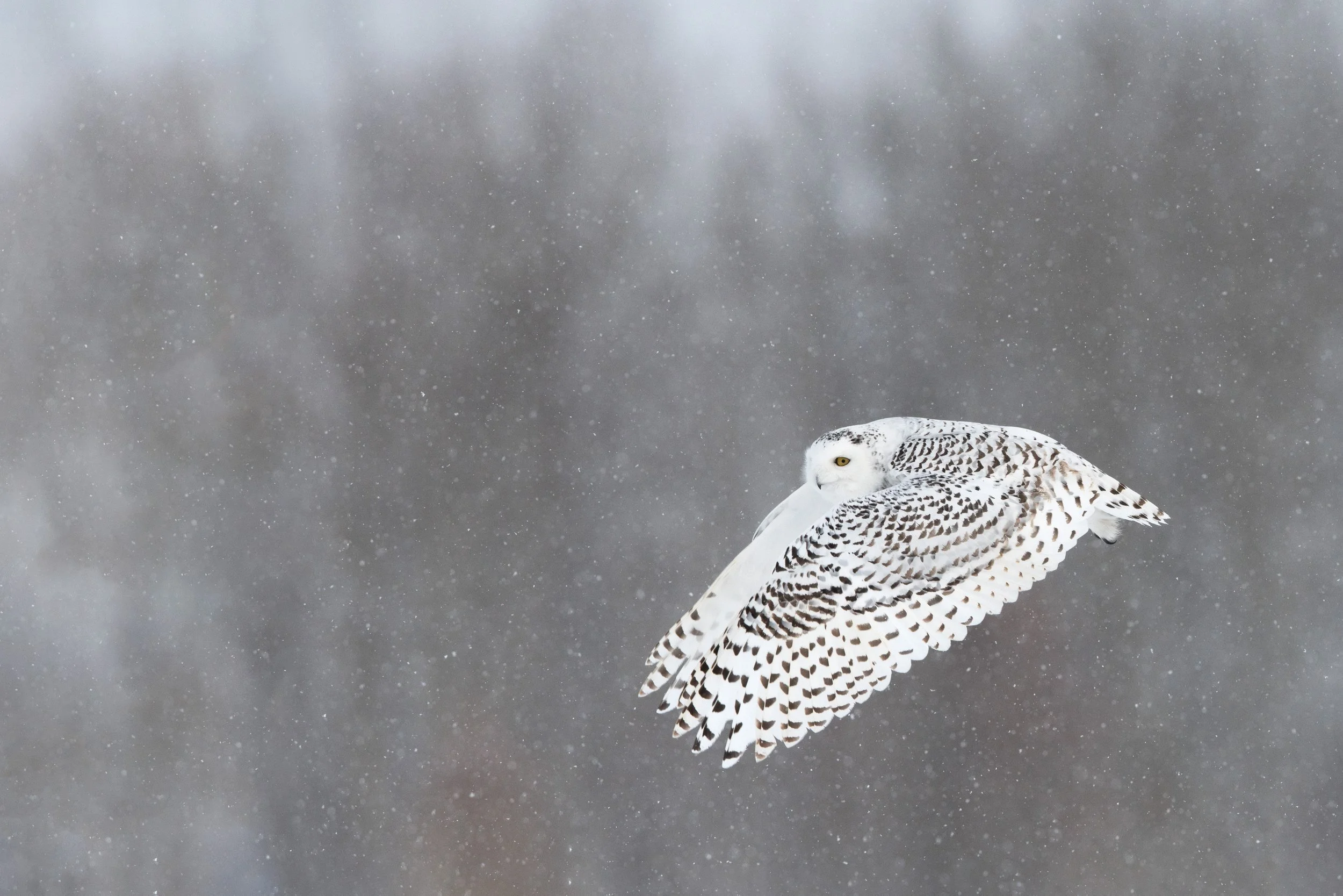 snowy_owl_002_3637-Editc.jpg