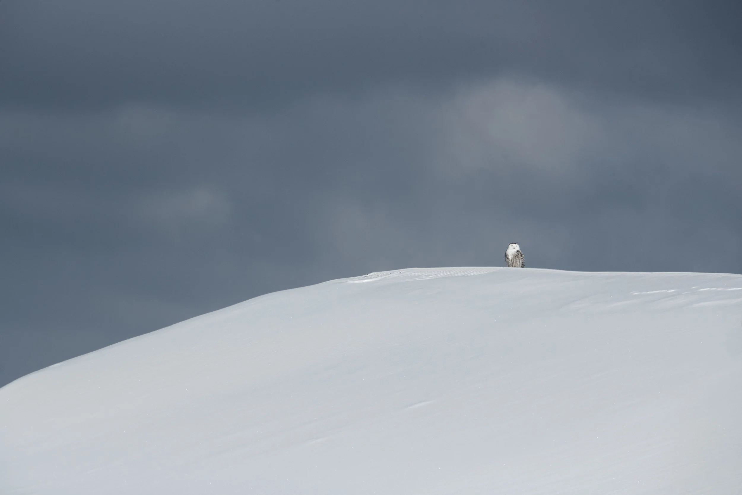 snowy_owl_002_4120-Edit.jpg