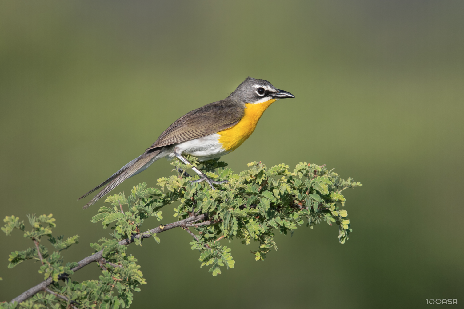 Yellow-breasted Chat © Greg Barsh