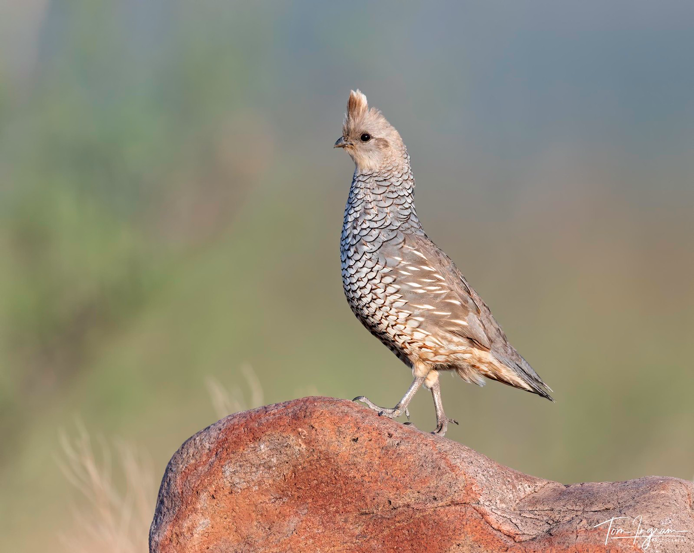 Scaled Quail © Tom Ingram