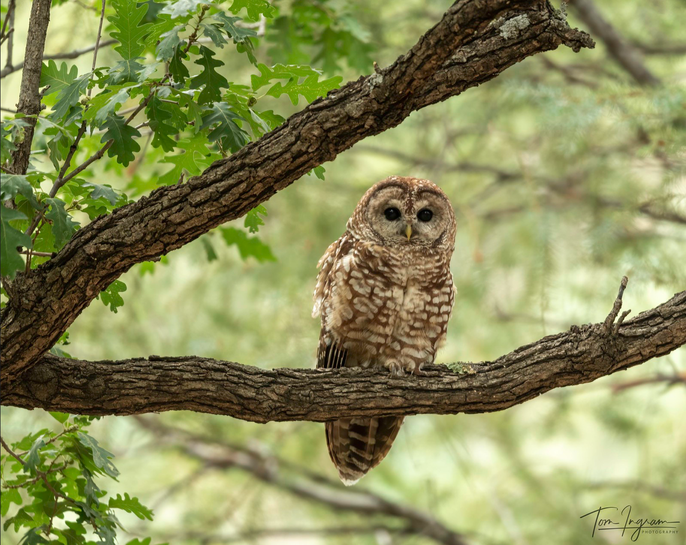 Mexican Spotted Owl © Tom Ingram