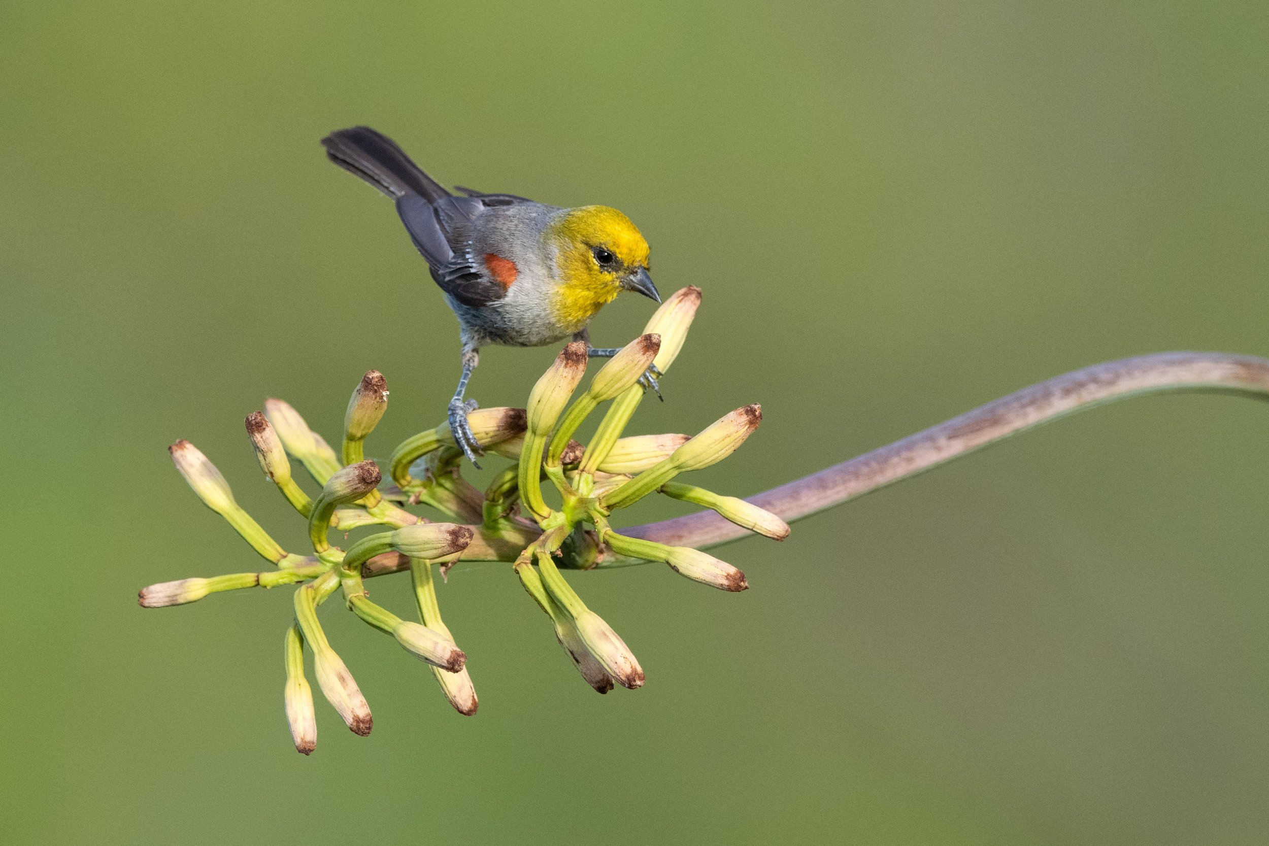 verdin_021_1118-Edit.jpg