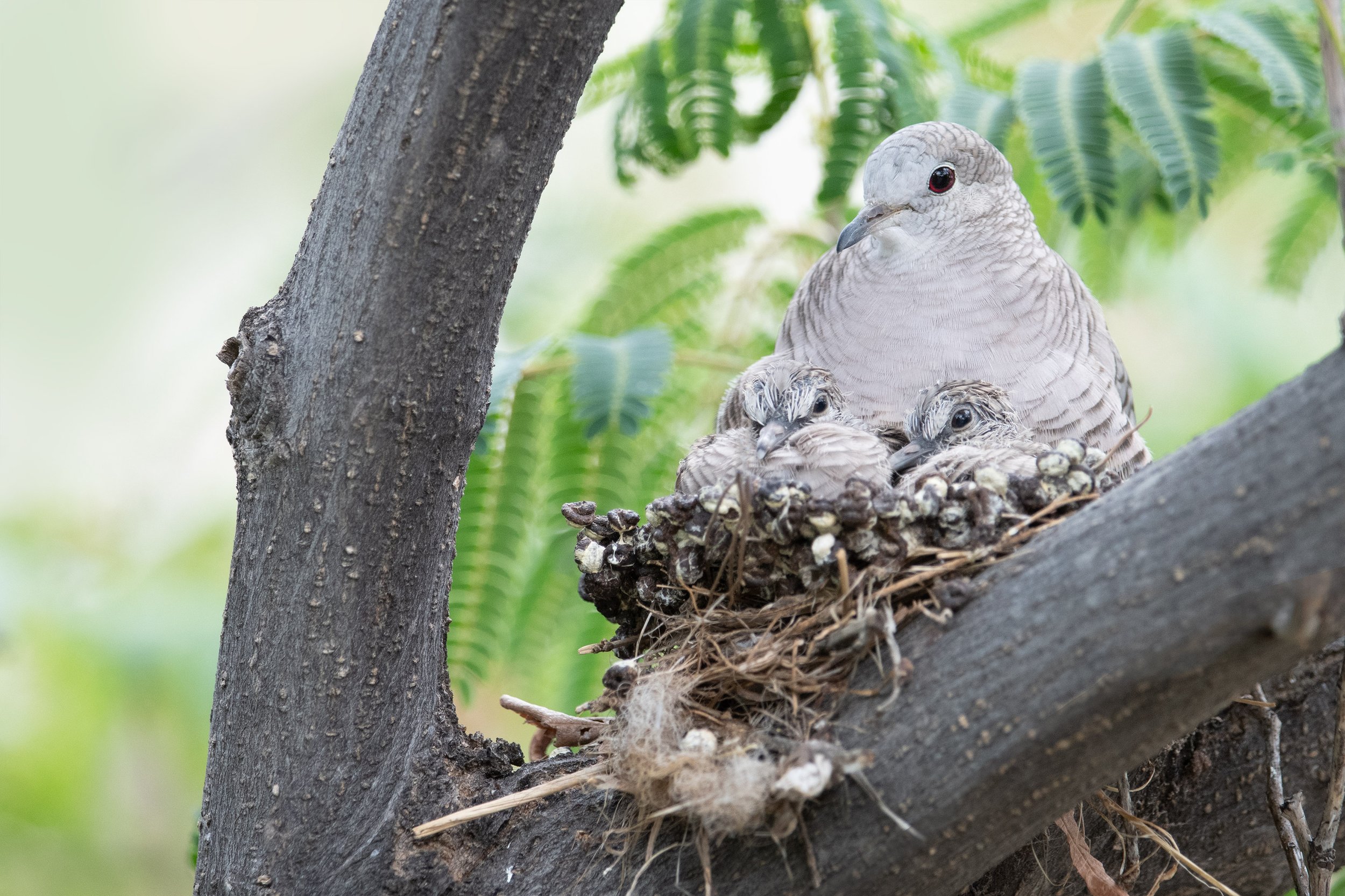 inca_dove_021_8151-Edit.jpg