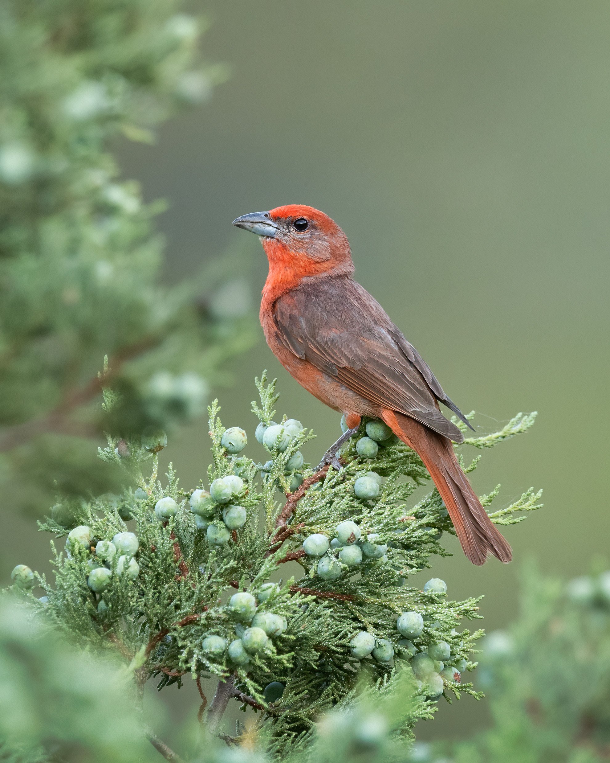 hepatic_tanager_021_9559-noise.jpg