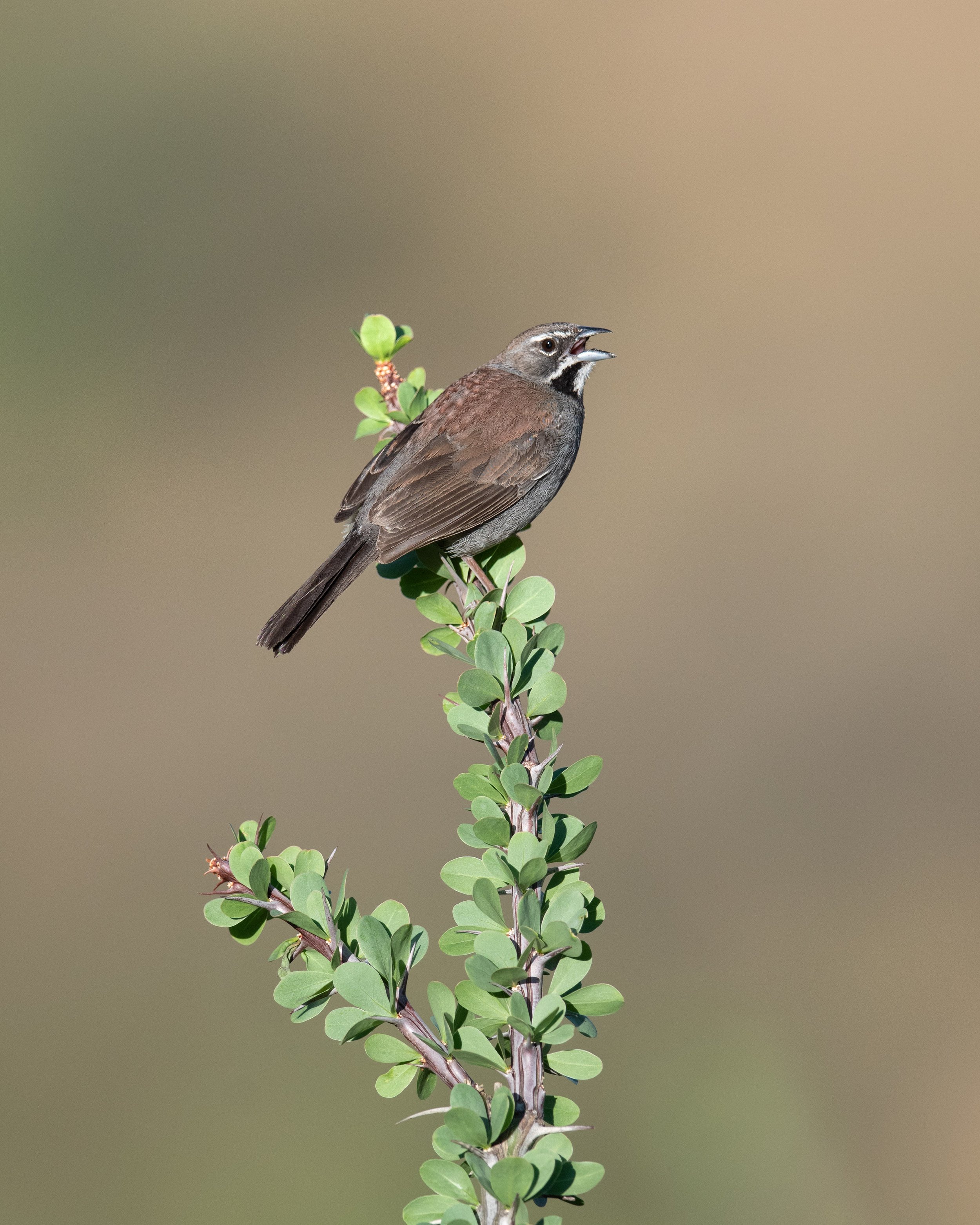 five-striped_sparrow_021_4761-Edit.jpg