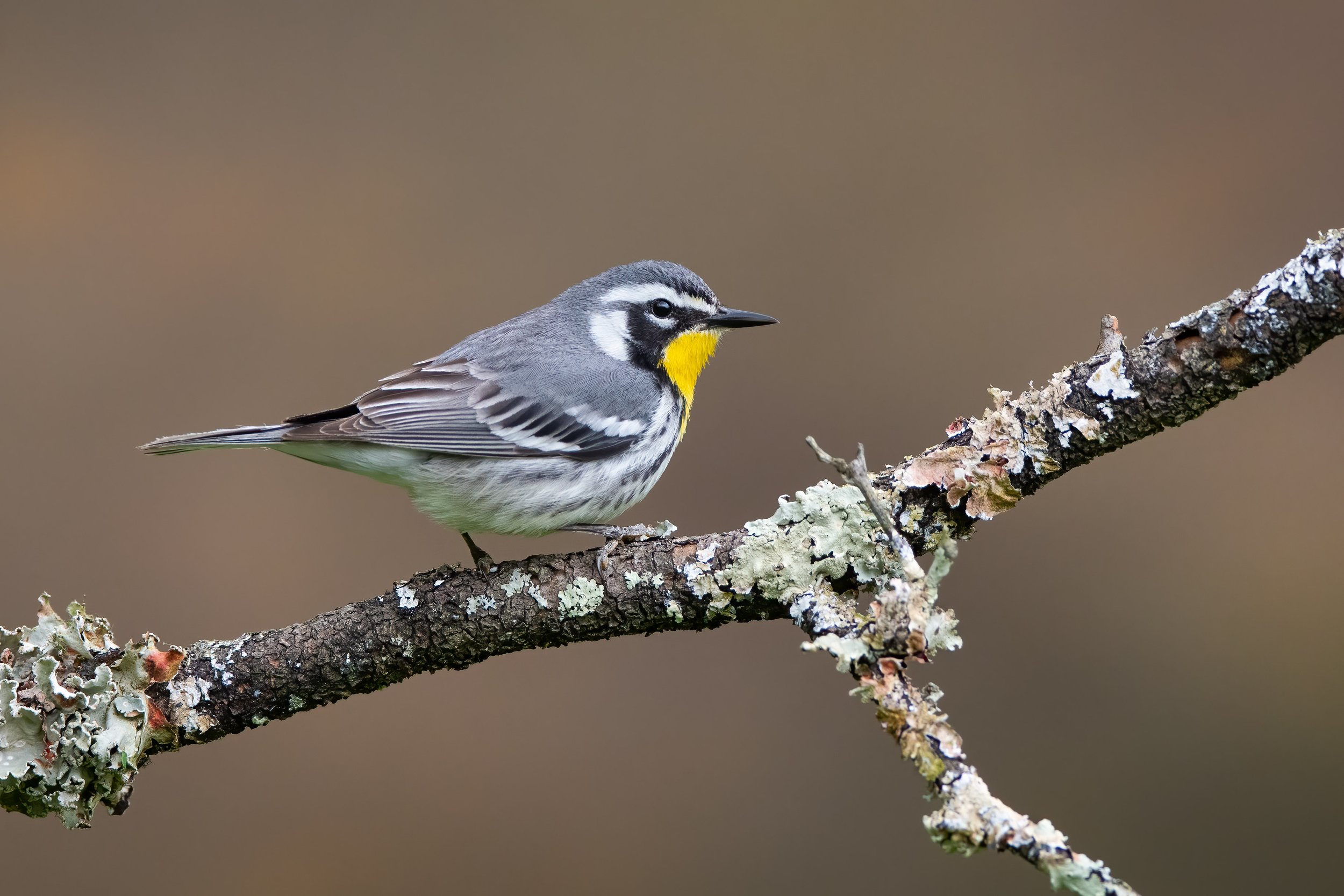 yellow-throated_warbler_016_0346-Edit.jpg