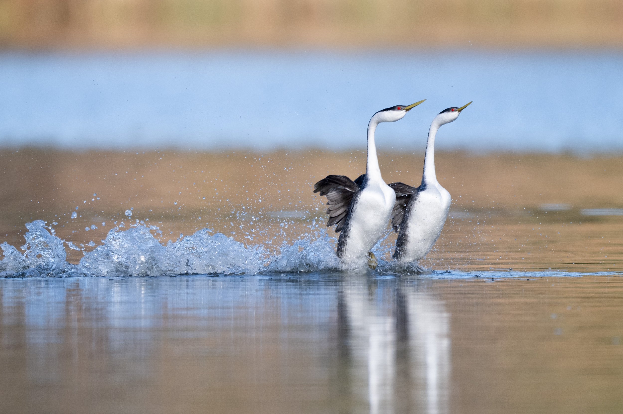 western_grebes_003_9352-Edit.jpg