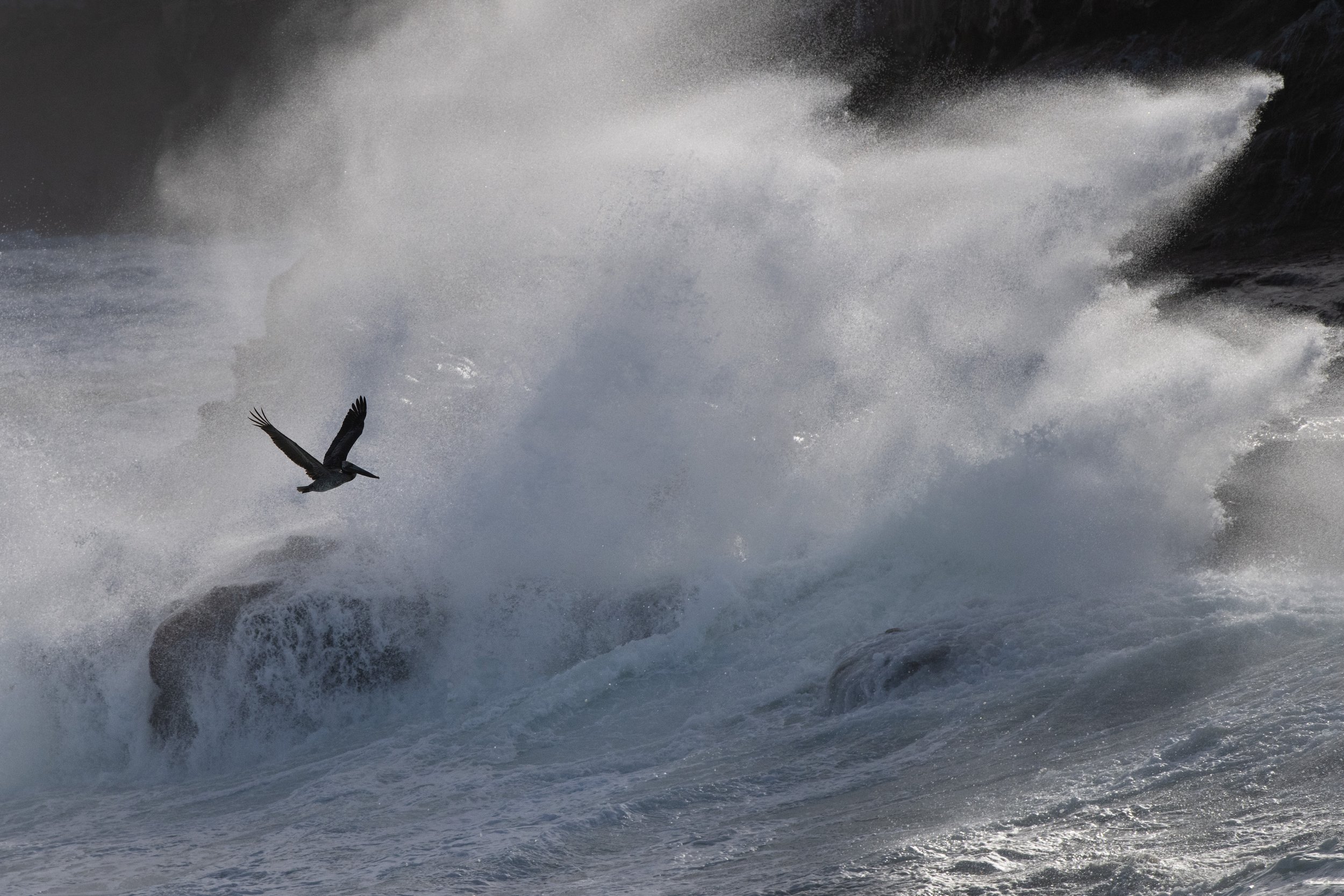 brown_pelican_003_6632-Edit.jpg