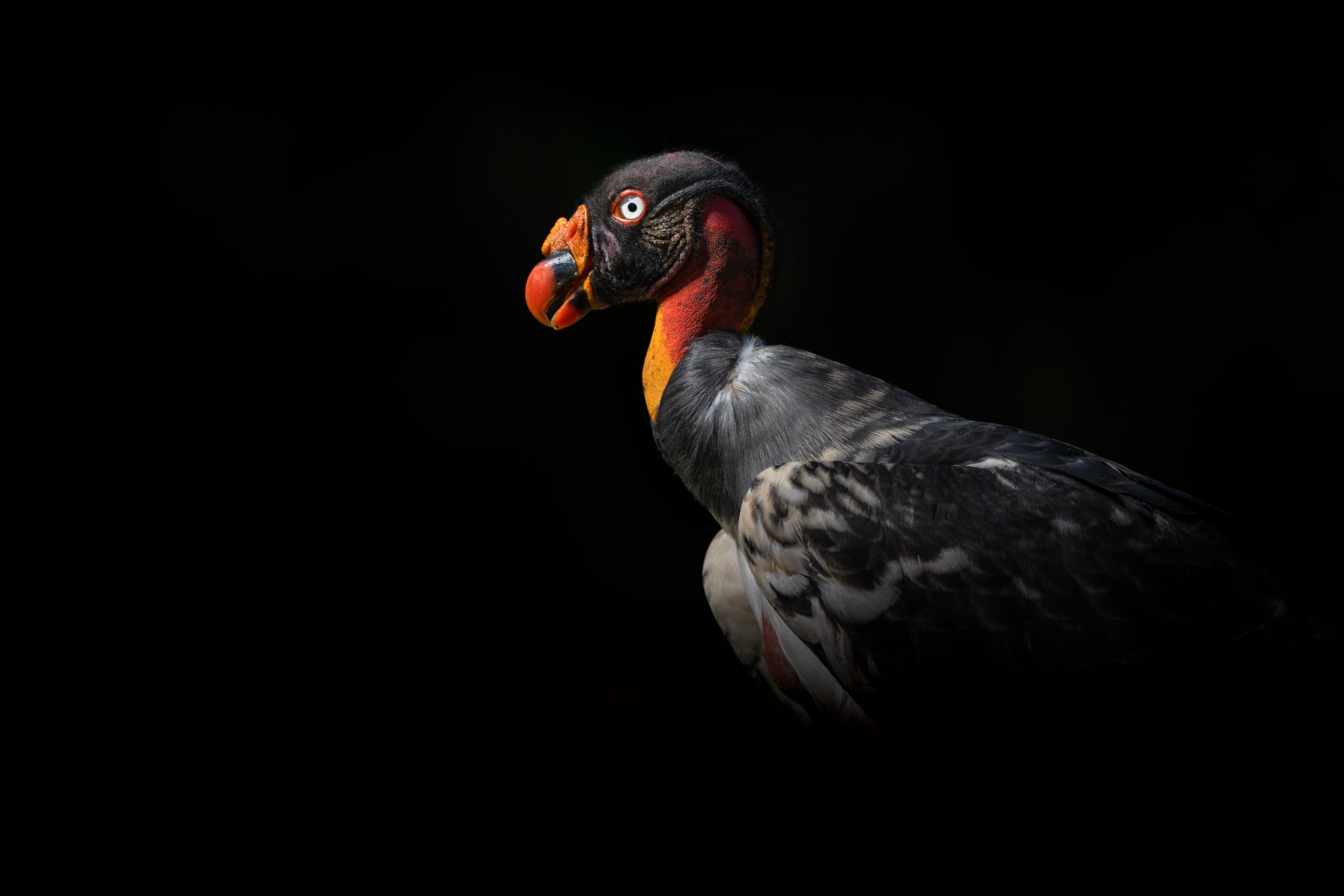 king_vulture_003_2738-Edit.jpg