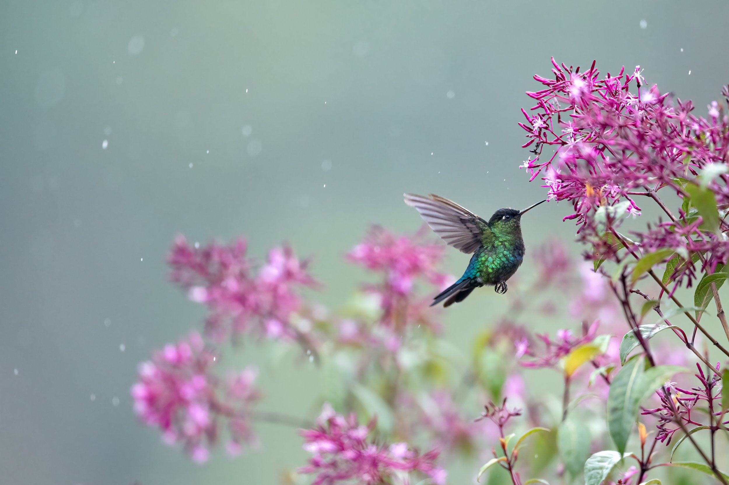 fiery-throated_hummingbird_003_7228-Edit.jpg