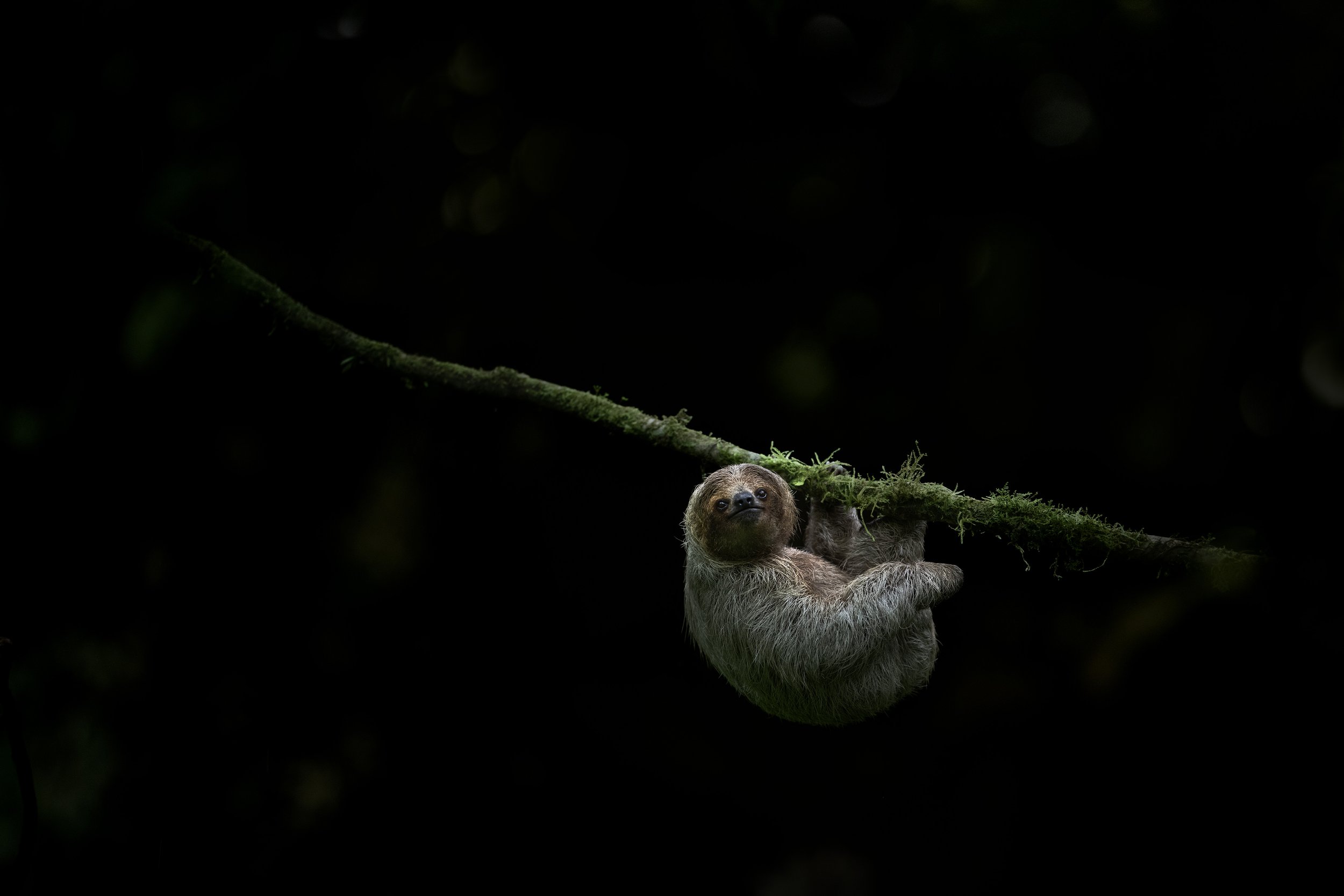 three-toed_sloth_003_5154flat_b.jpg