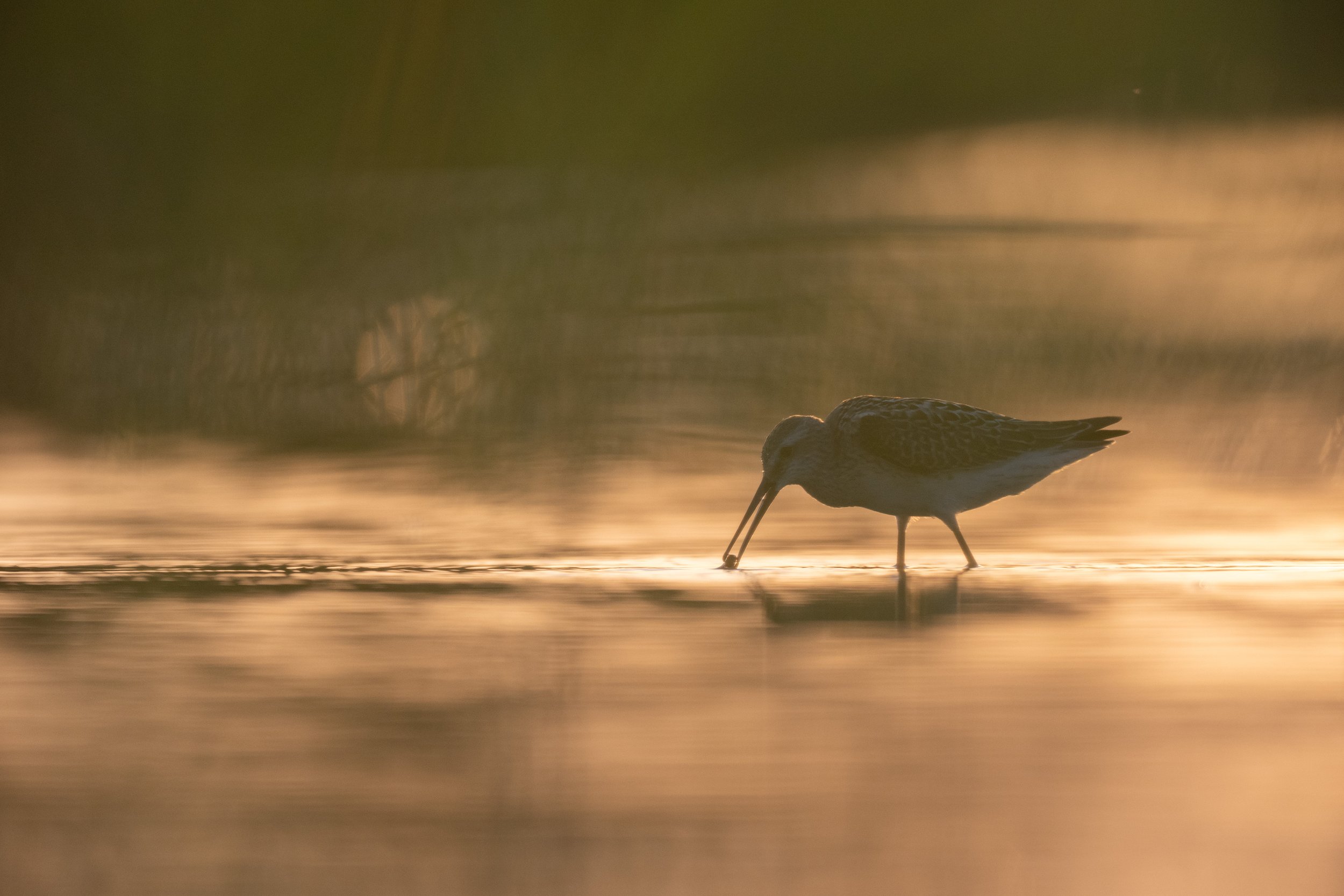 stilt_sandpiper_010_5198-2.jpg