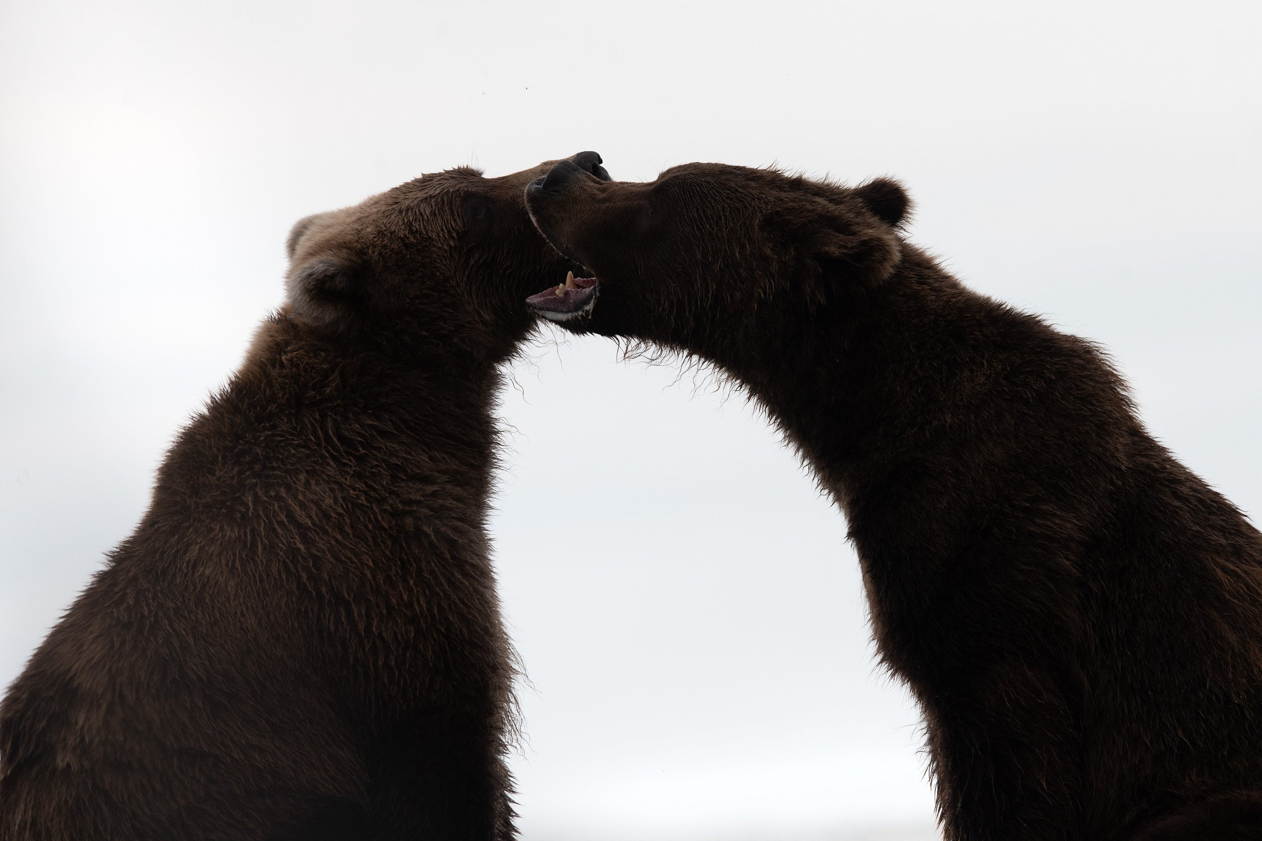 brown_bears_021_2904-Edit.jpg