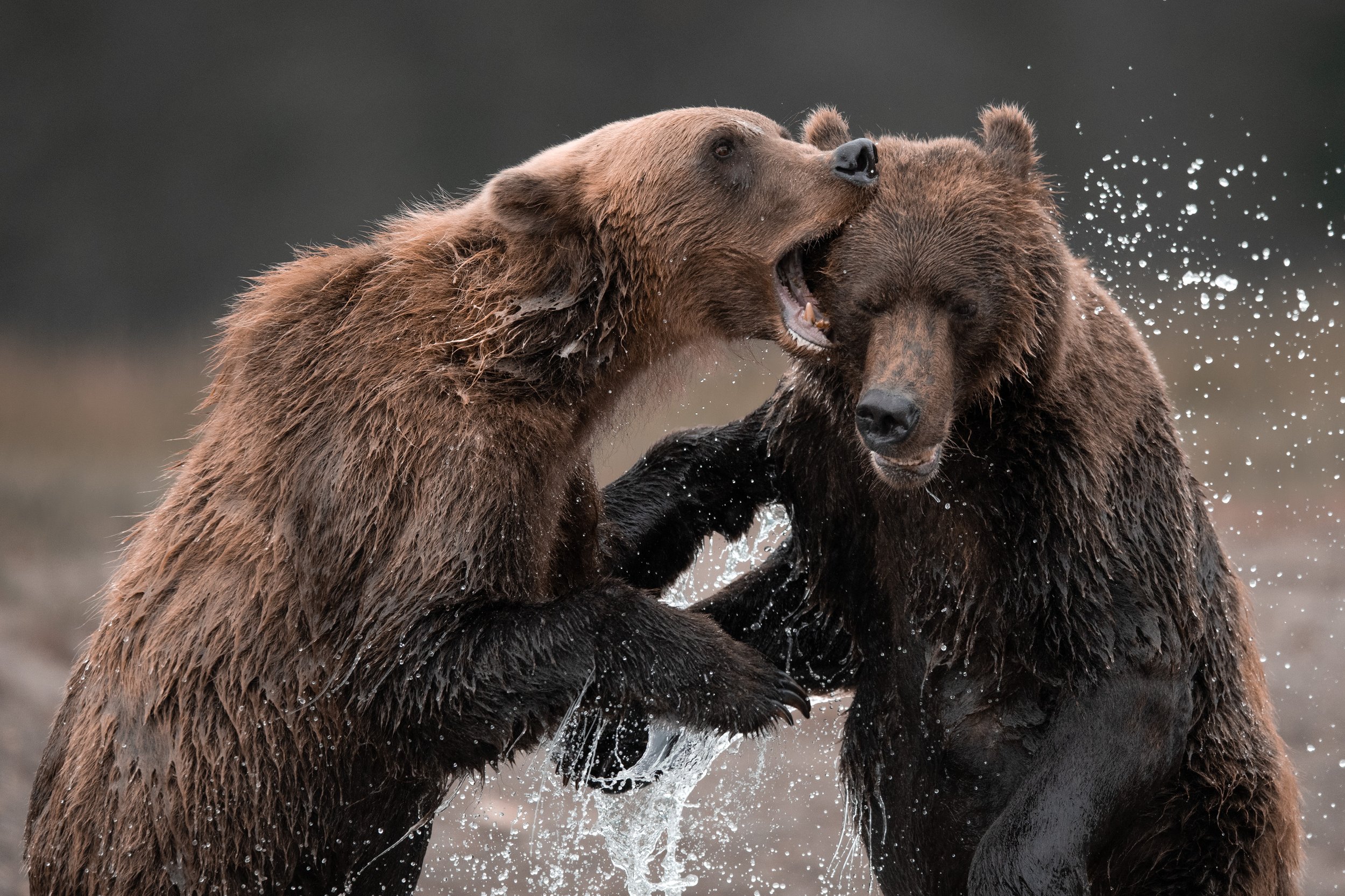 brown_bears_021_3332-Edit.jpg