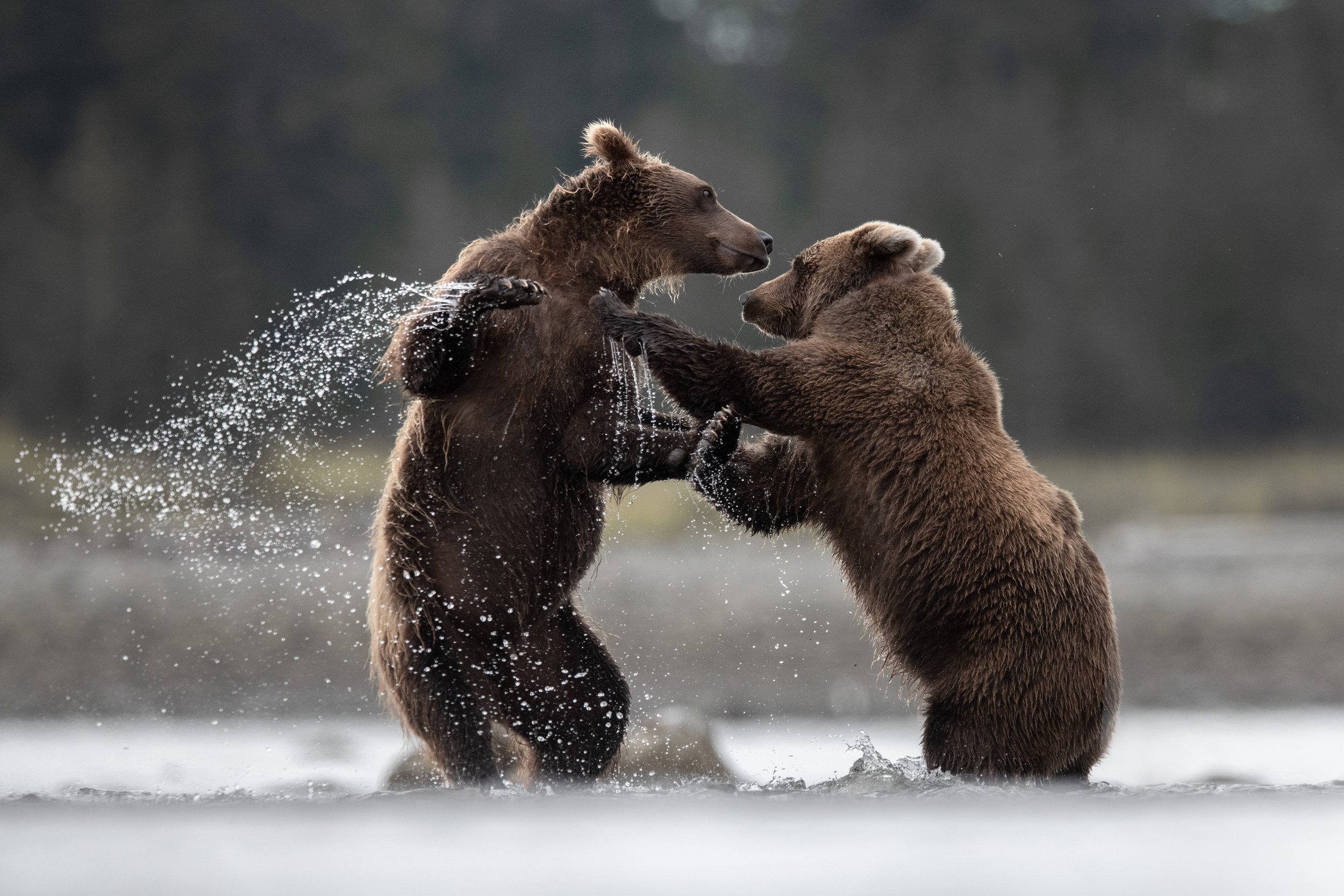 brown_bears_021_3099-Edit.jpg