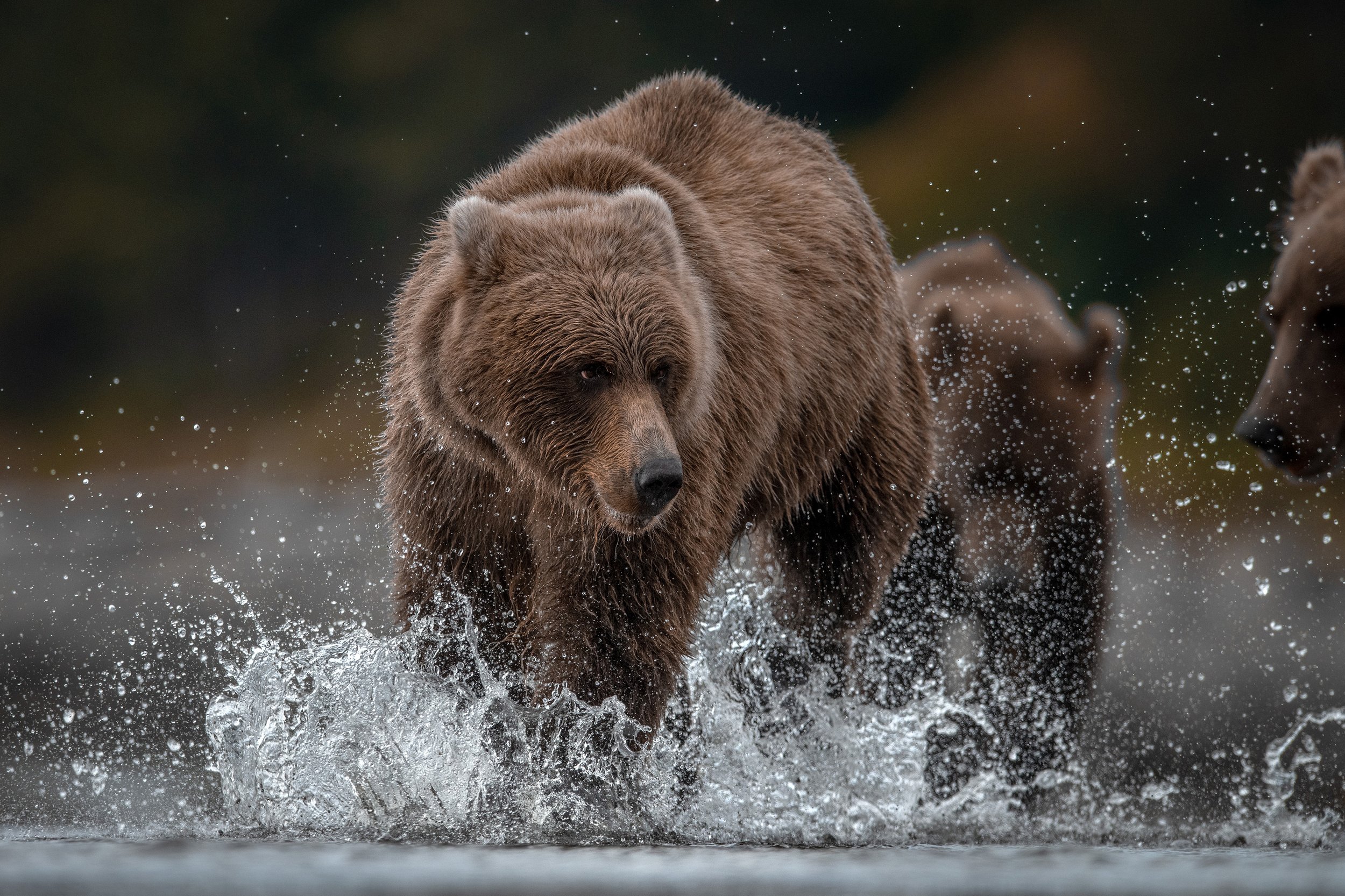 brown_bears_021_3039-Edit-2.jpg