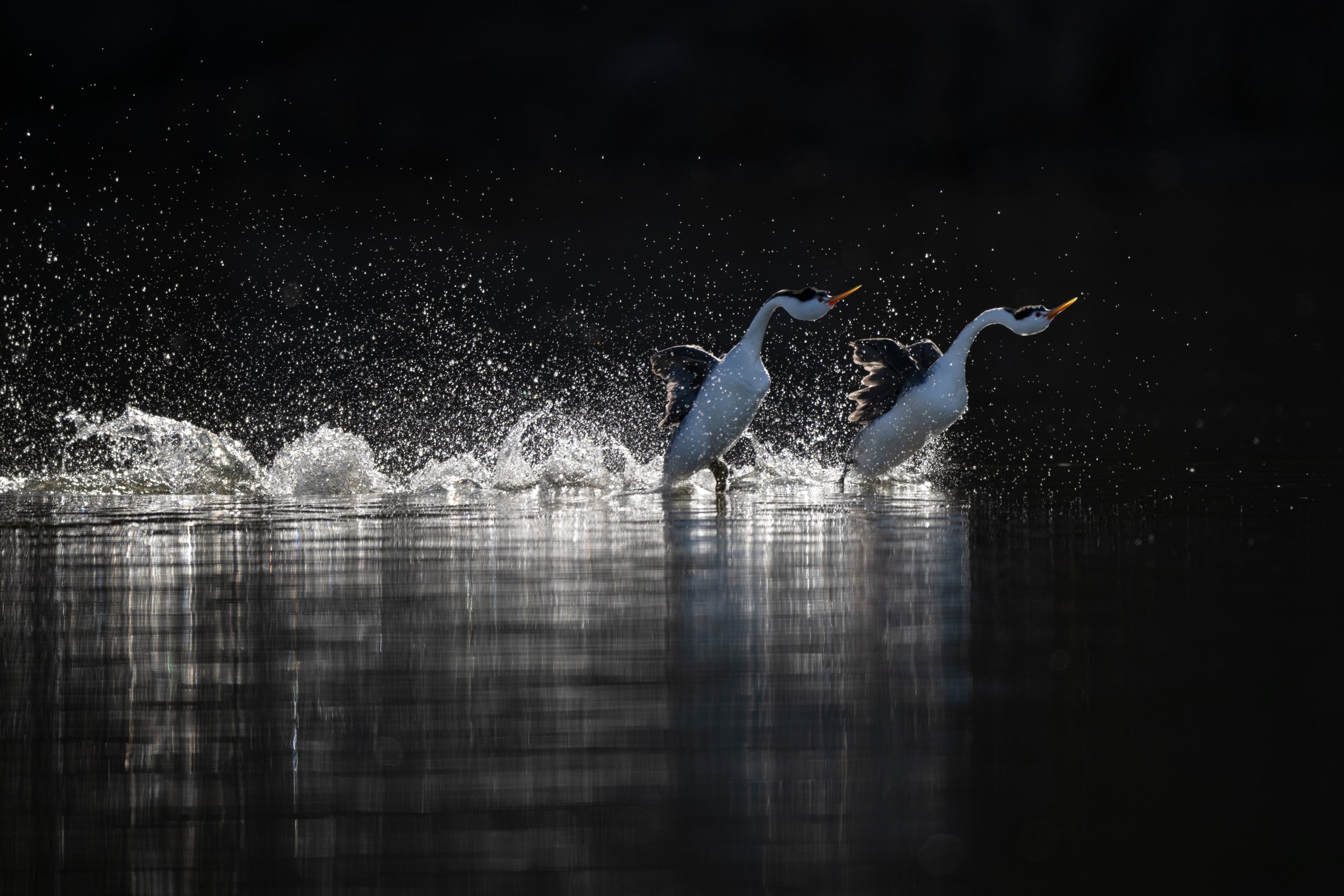 clarks_grebes_003_5742.jpg