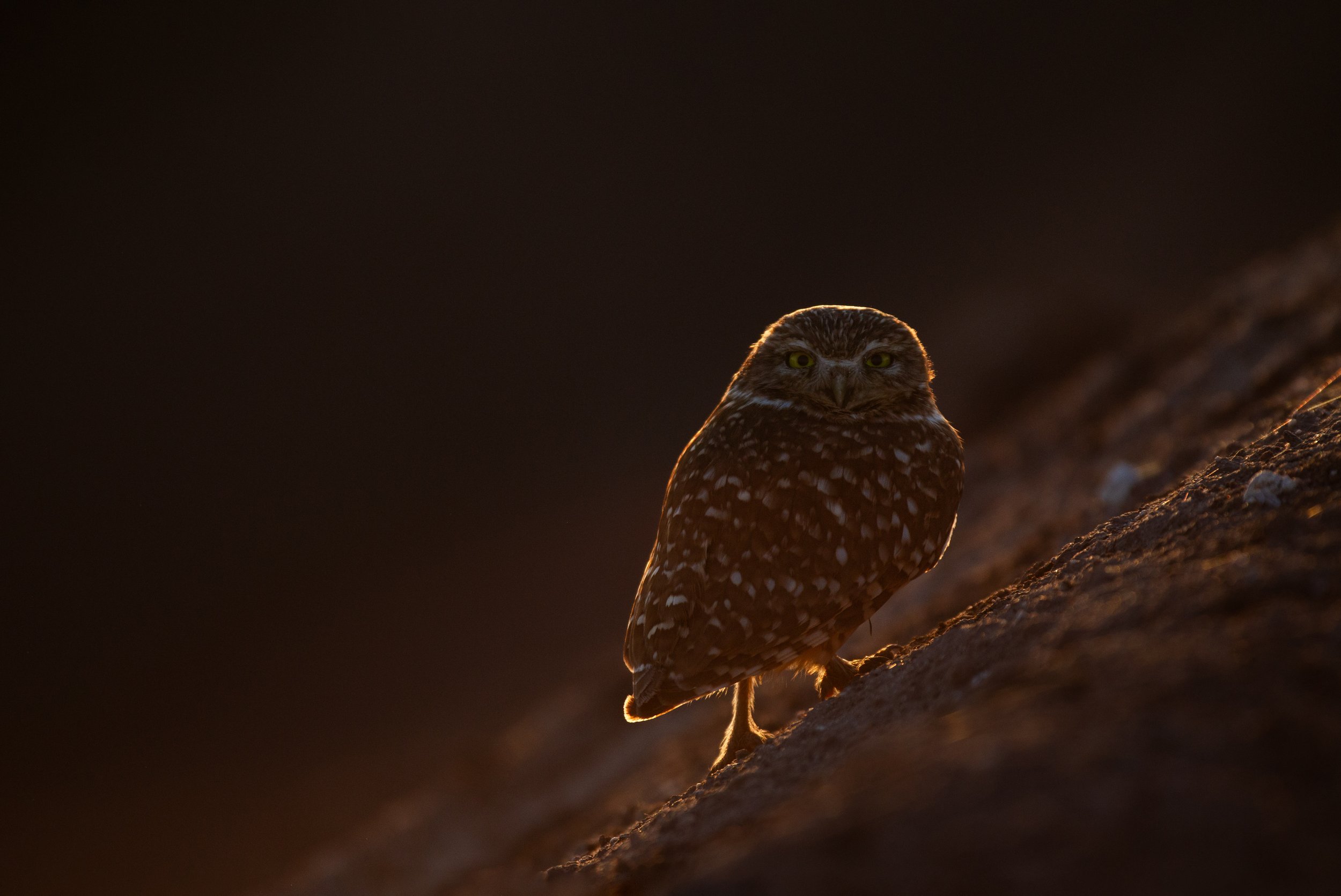 burrowing_owl_00420595-Edit.jpg