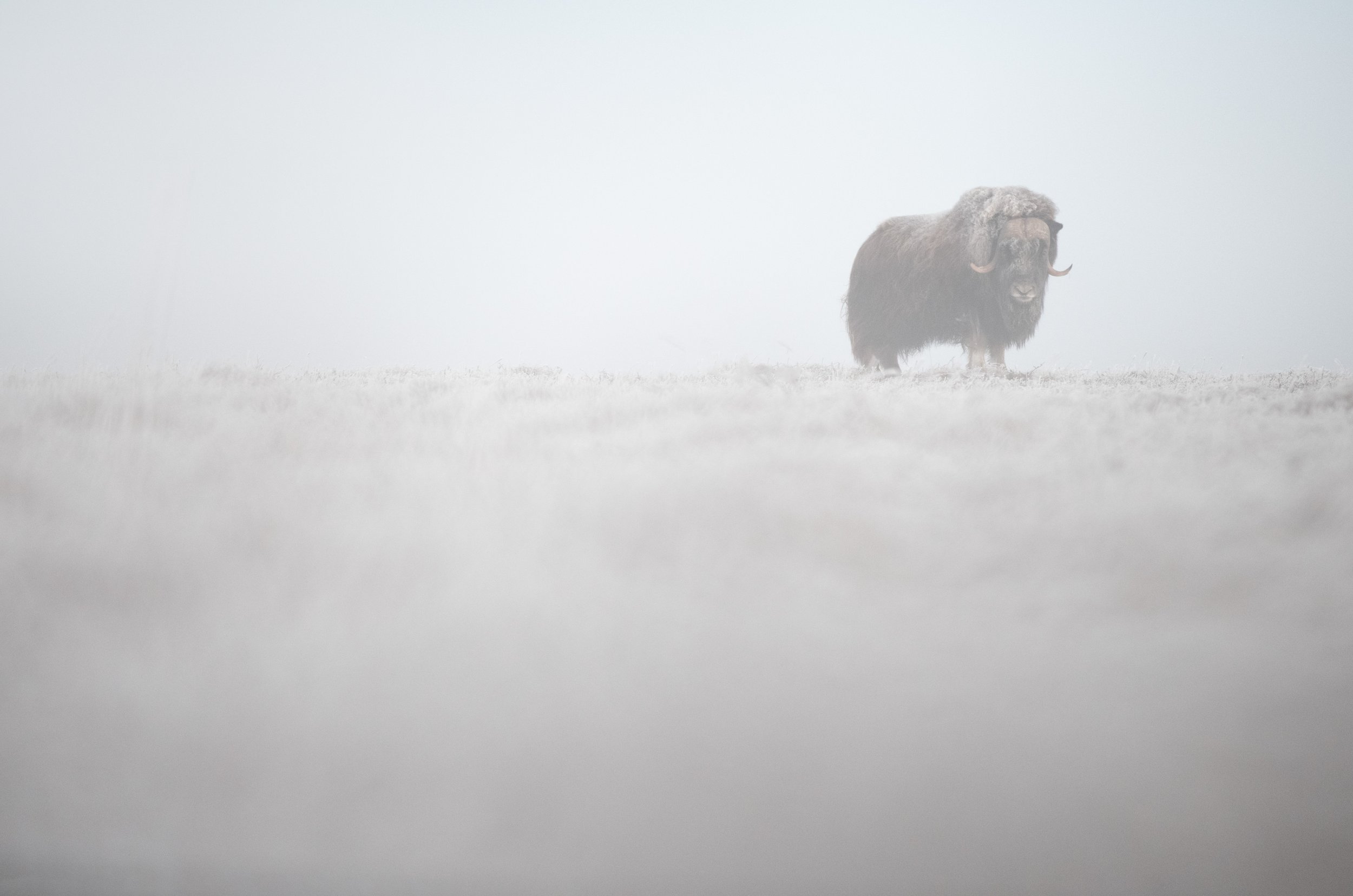 musk_ox_001_2366-Edit.jpg