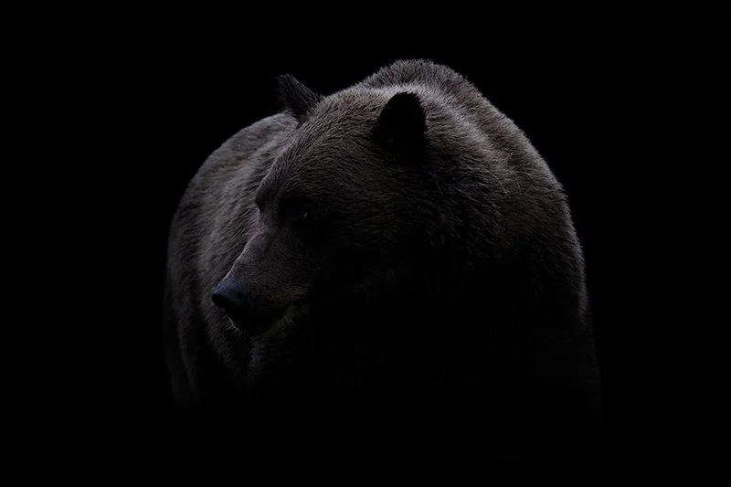 dark_brown_bear_preview.jpg