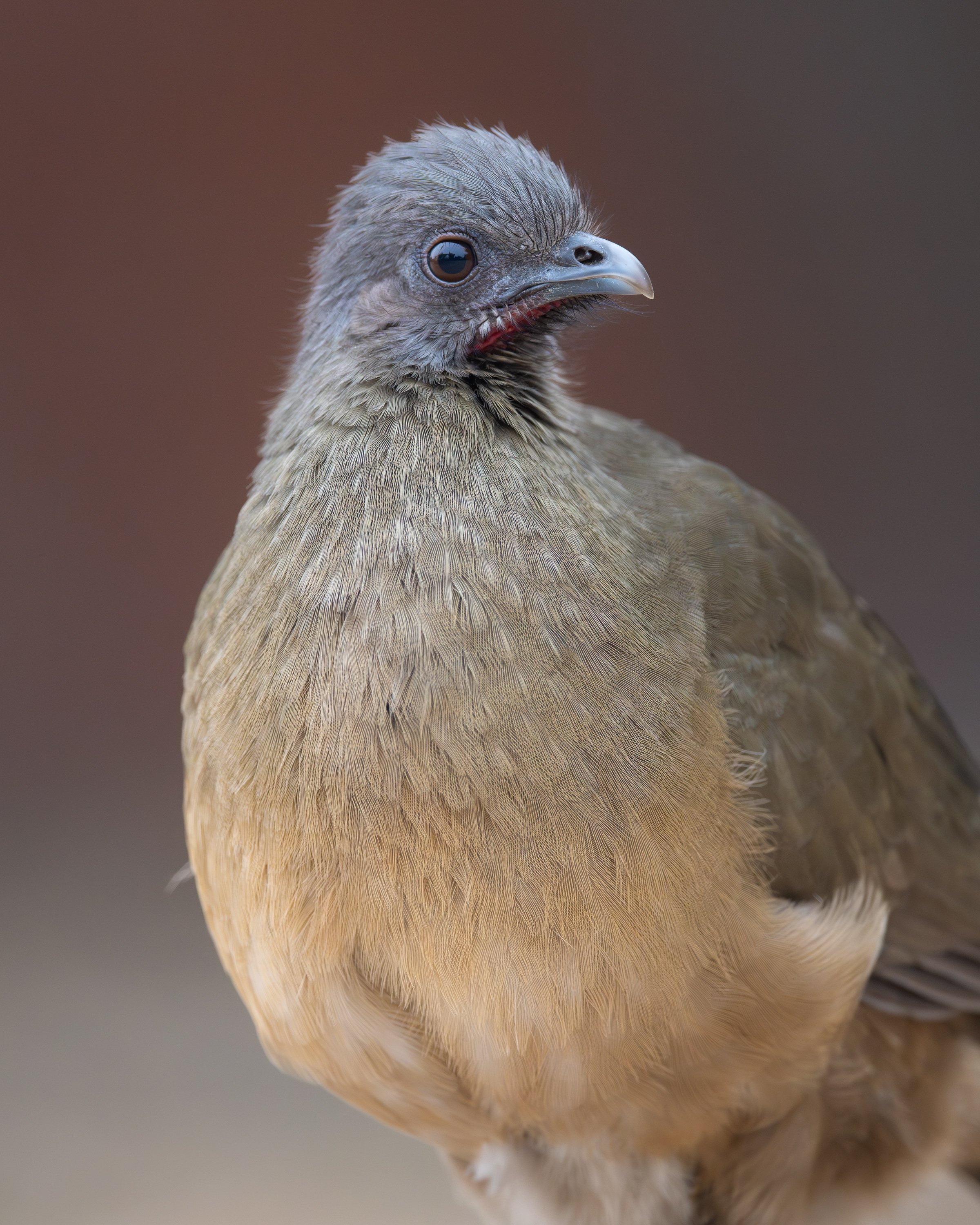 plain_chachalaca_018_4690b.jpg