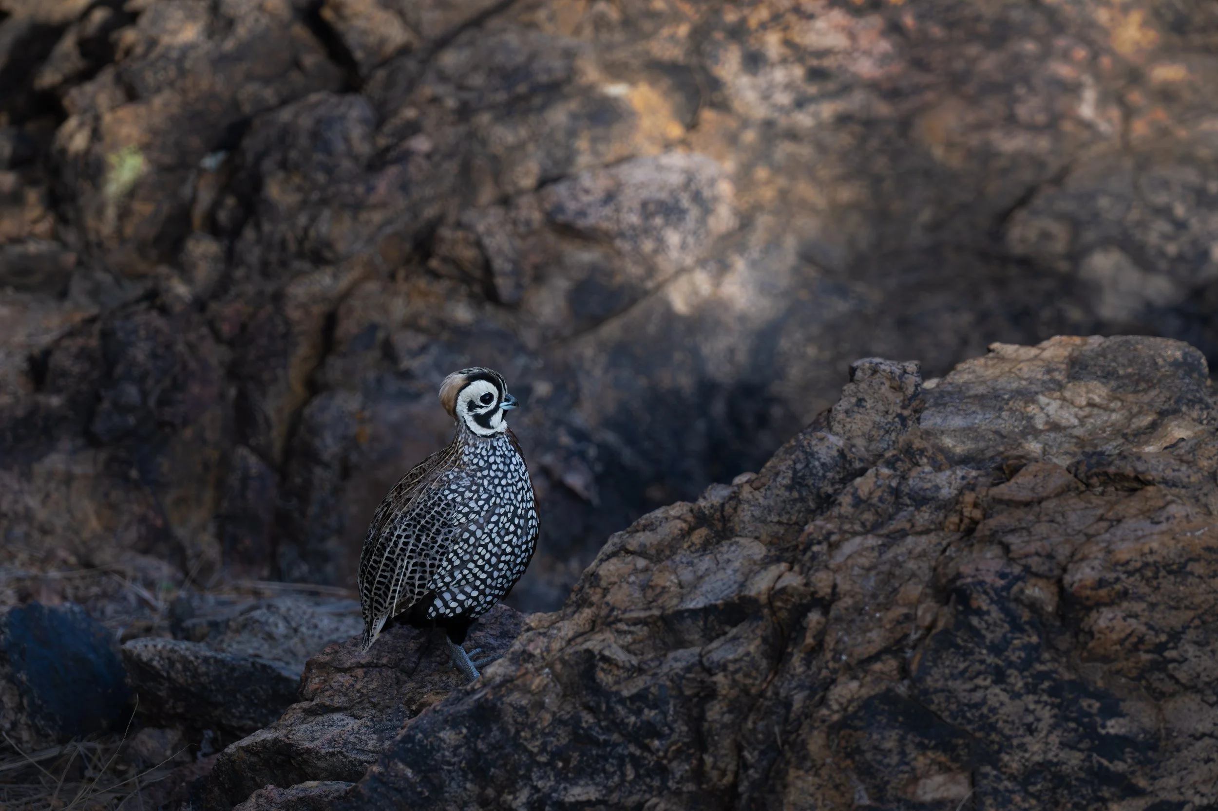 montezuma_quail_026_1214-Editb.jpg