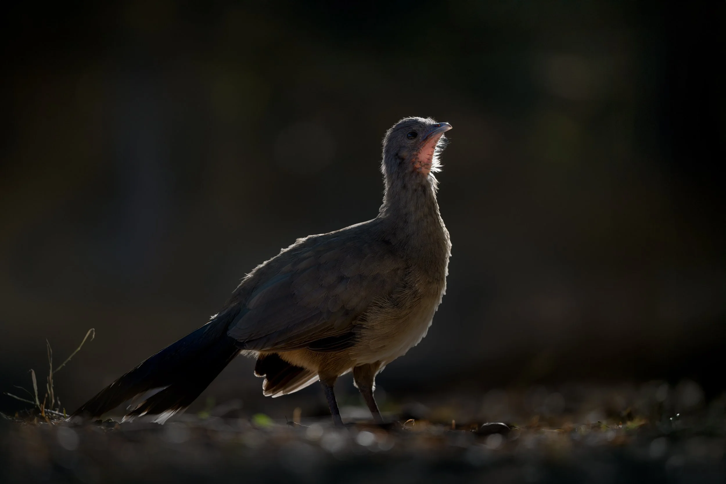 chachalaca_030_4029-Edit.jpg