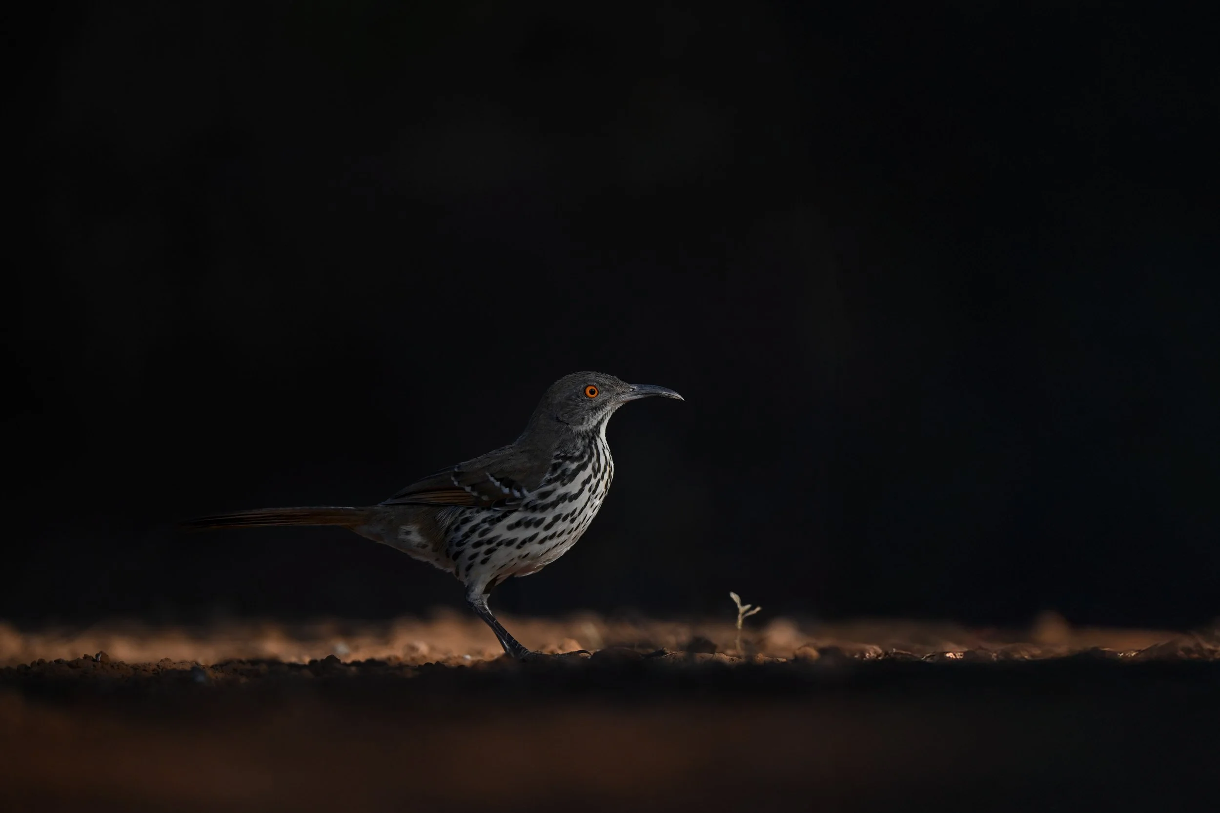 long-billed_thrasher_029_7627-Edit.jpg