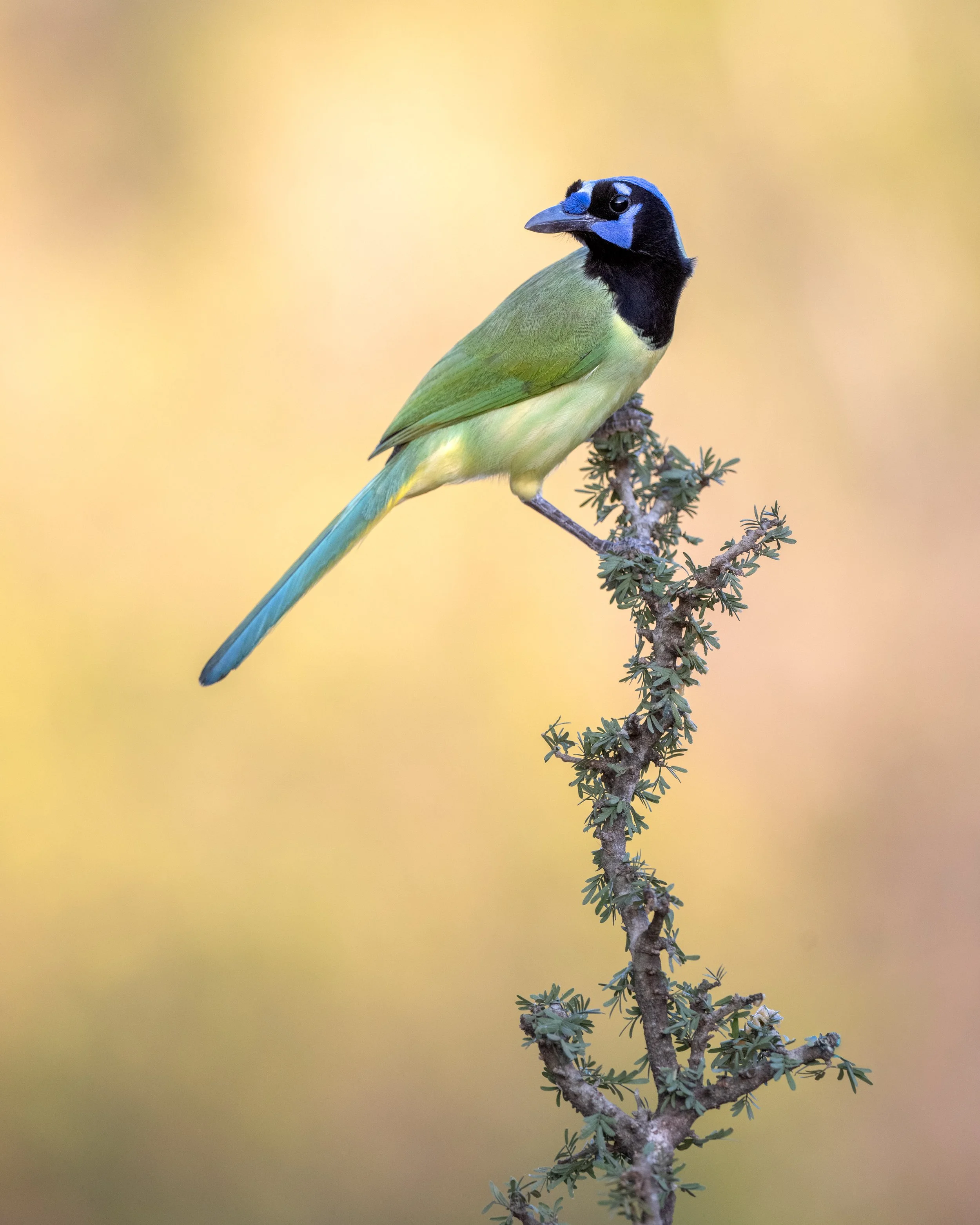 green_jay_029_3652-Edit.jpg