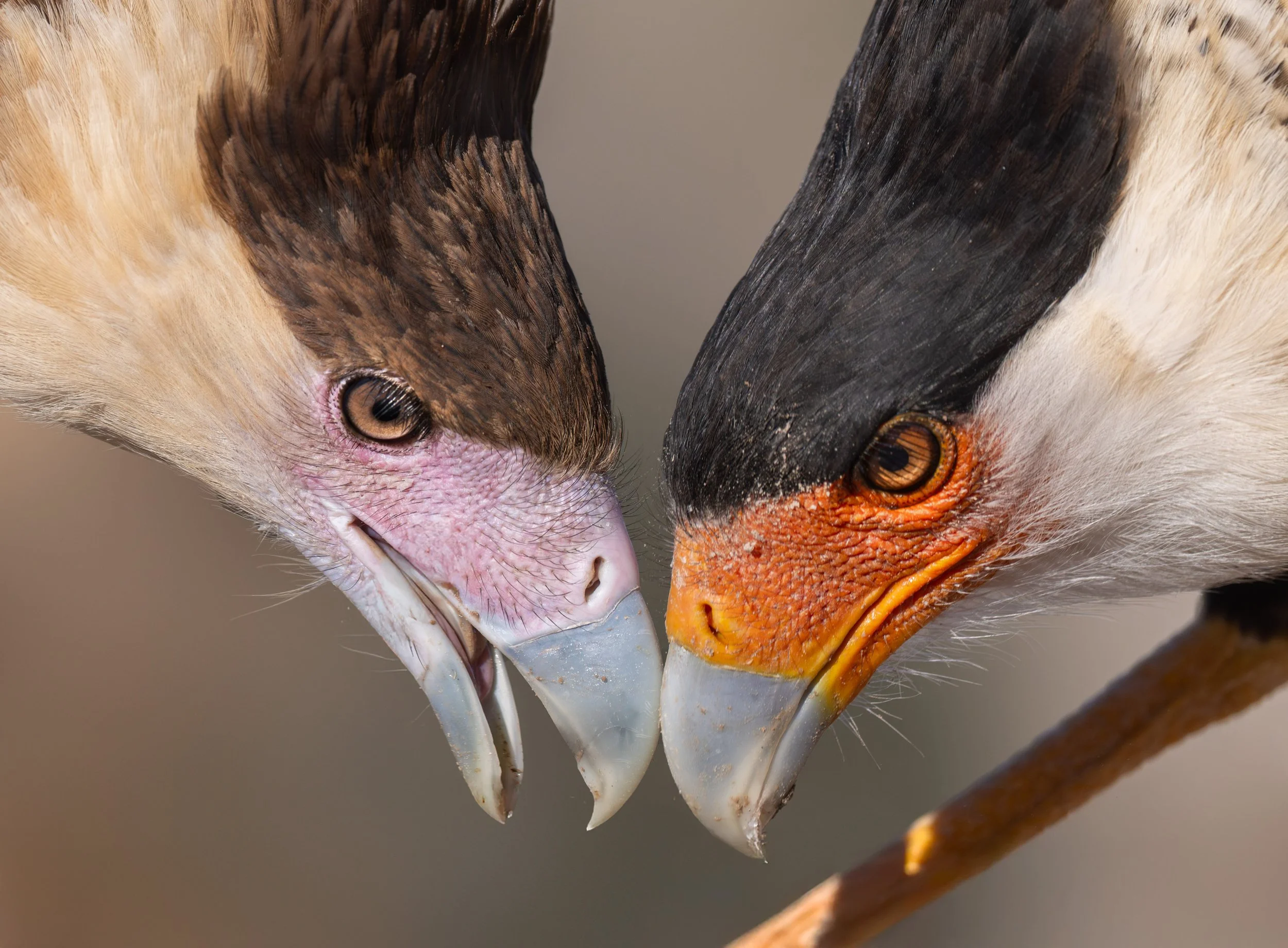 crested_caracara_029_9317-Edit.jpg