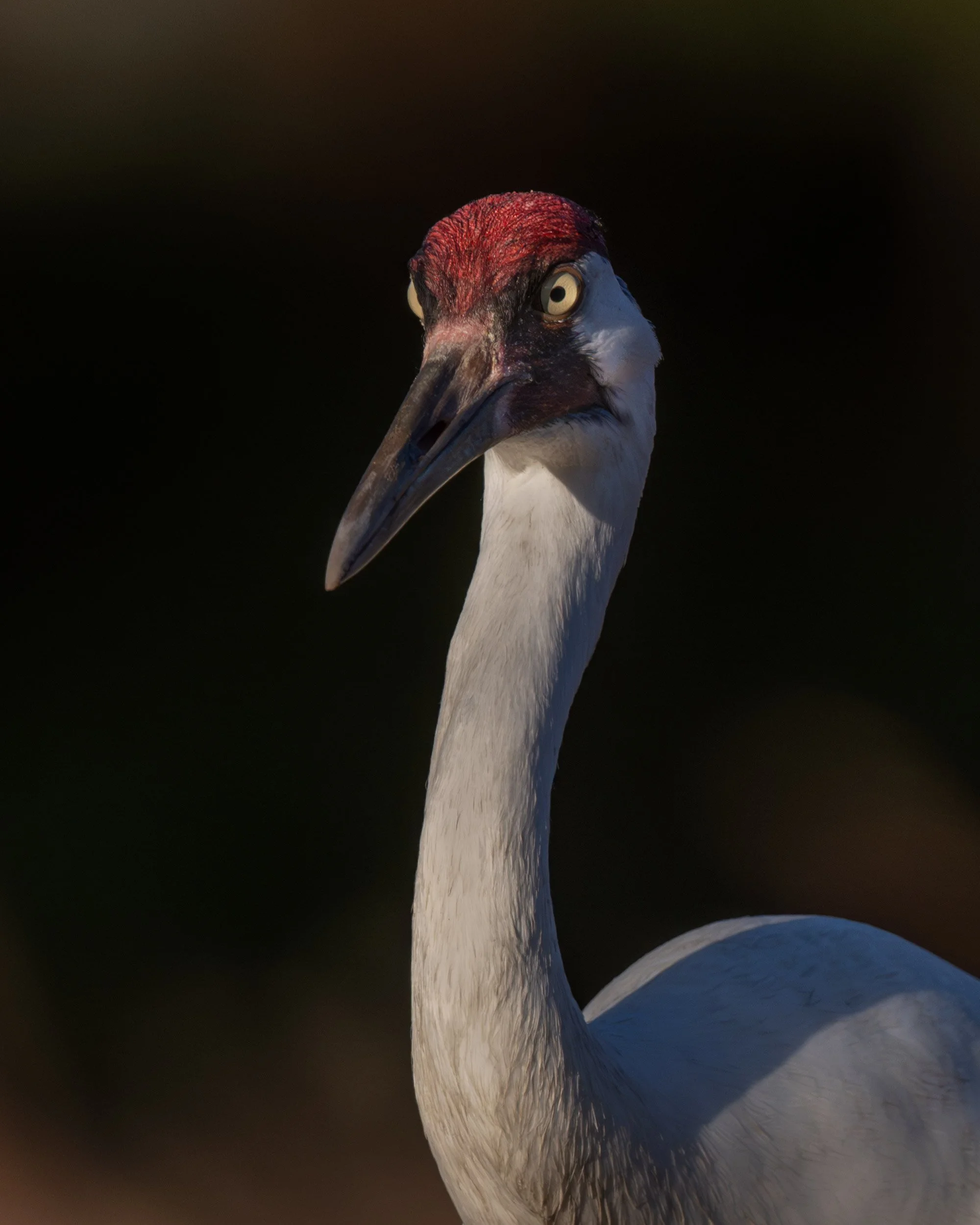 whooping_crane_030_6045.jpg