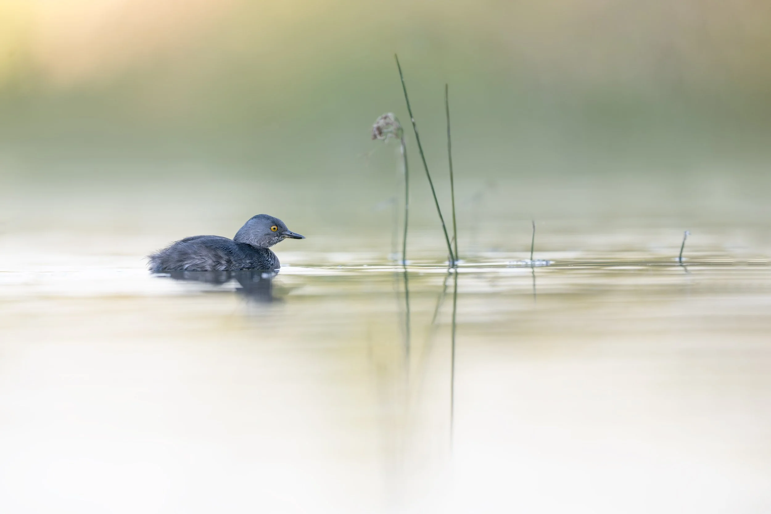 least_grebe_030_4314-Edit.jpg