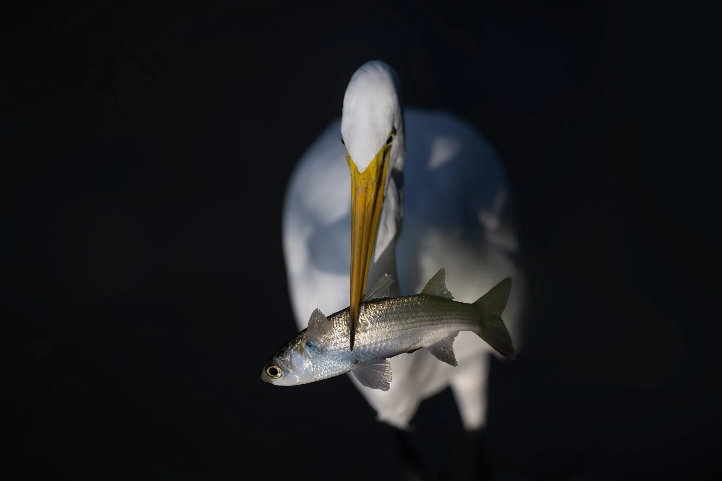 great_egret_028_9396.jpg