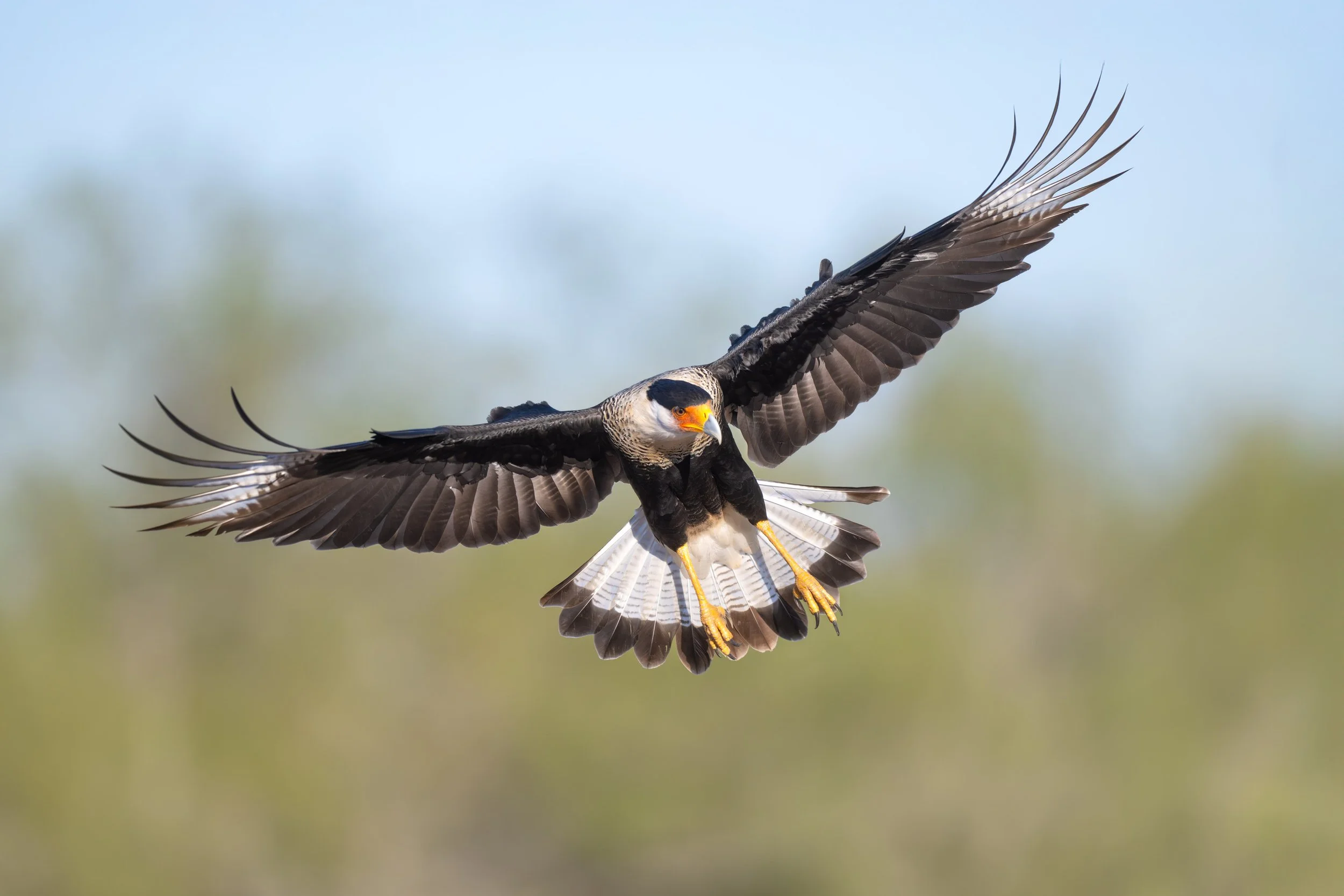 crested_caracara_029_8666-Edit.jpg