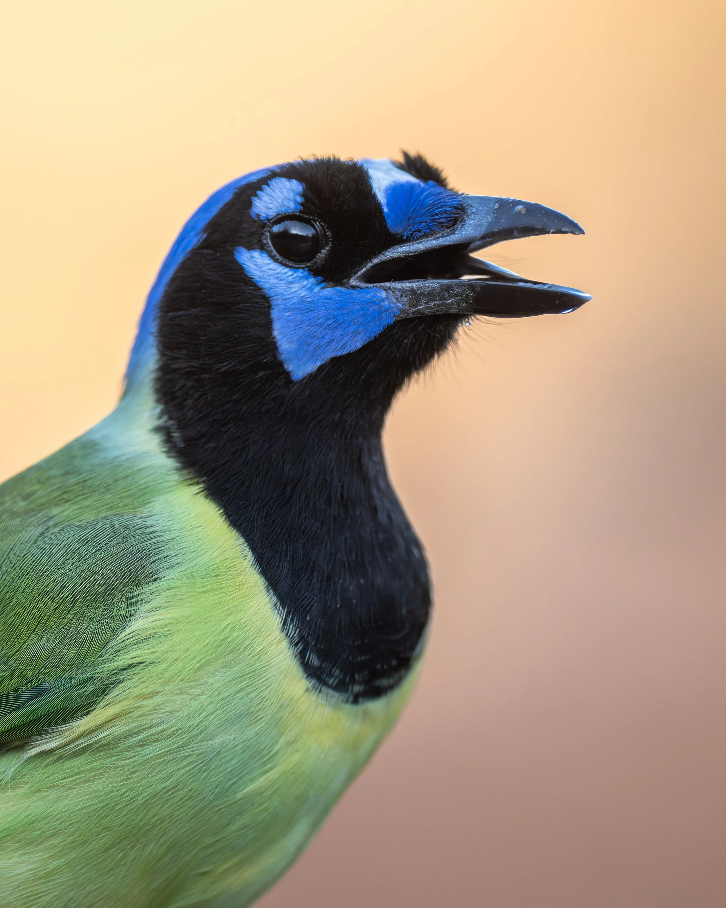 green_jay_029_8362-Edit.jpg