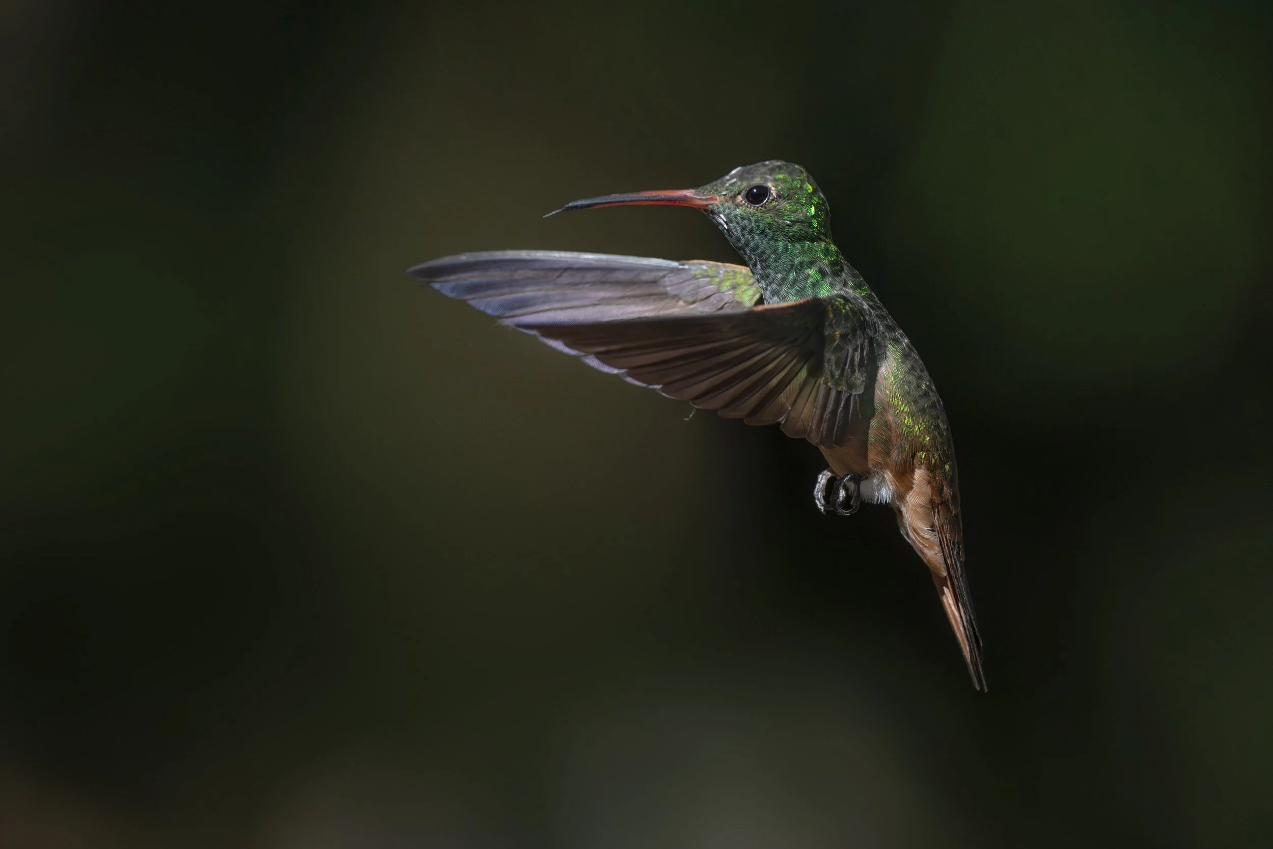 buff-bellied_hummingbird_028_1116-Edit.jpg