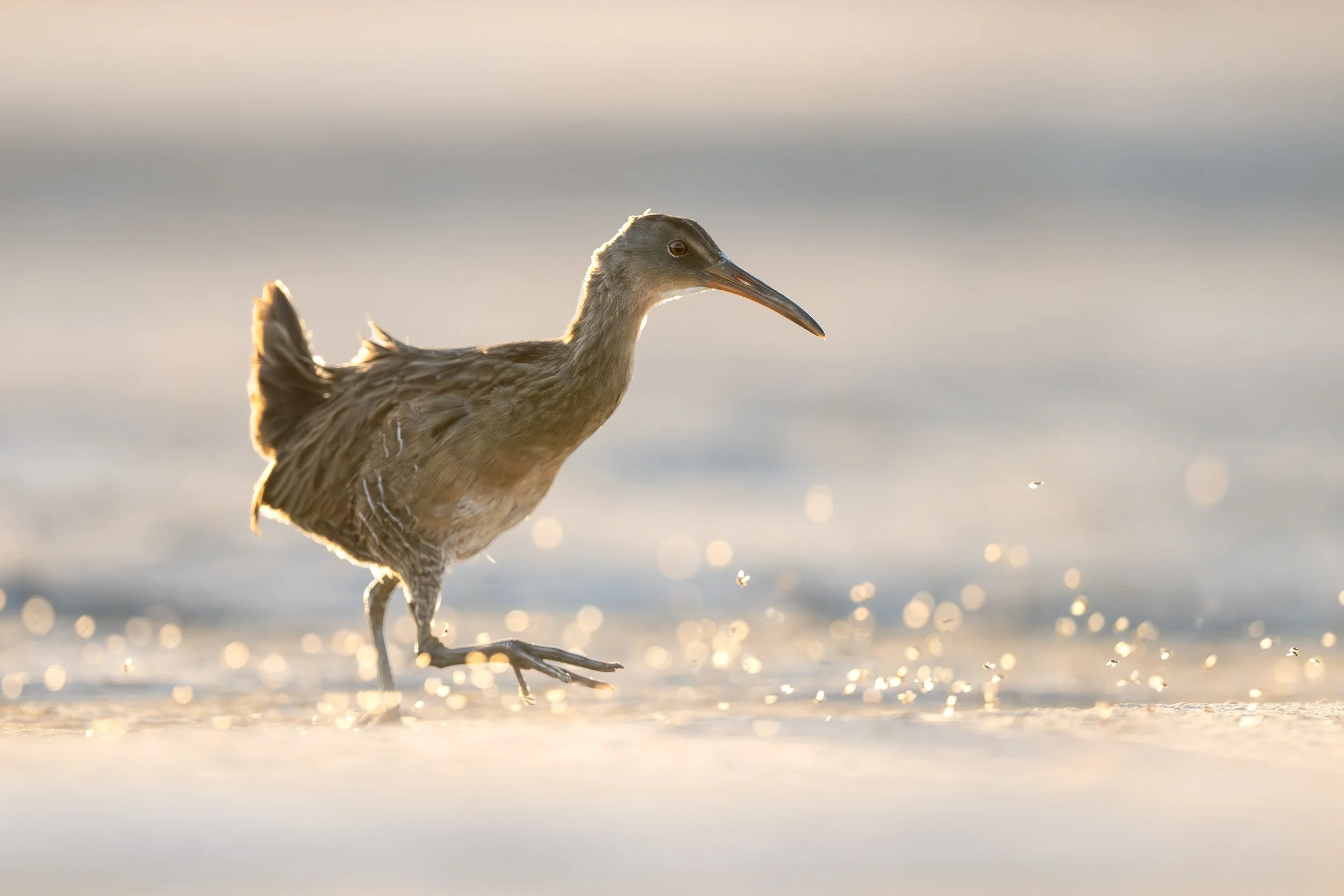 clapper_rail_028_9643-Edit.jpg