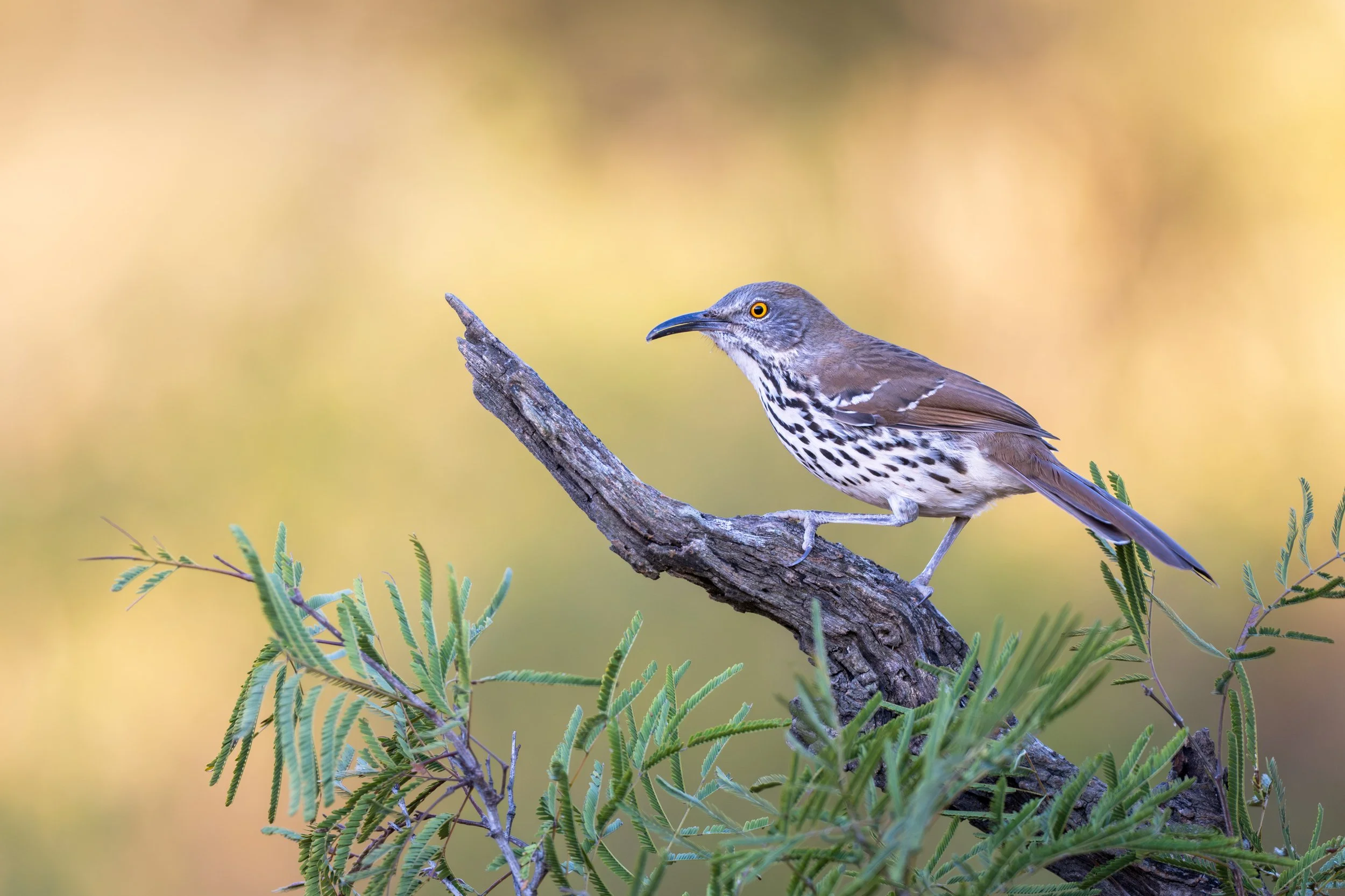 long-billed_thrasher_028_1233-Edit.jpg