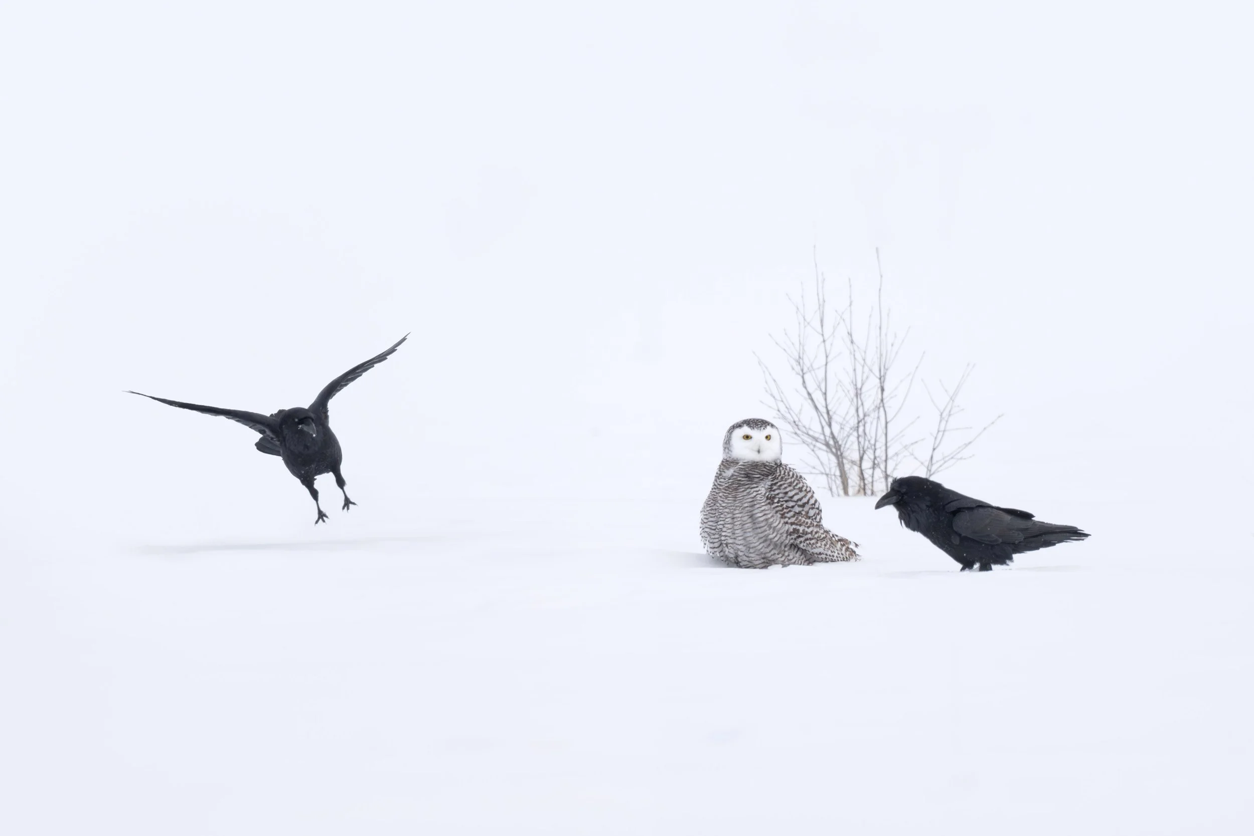 snowy_owl_019_5185-Edit.jpg
