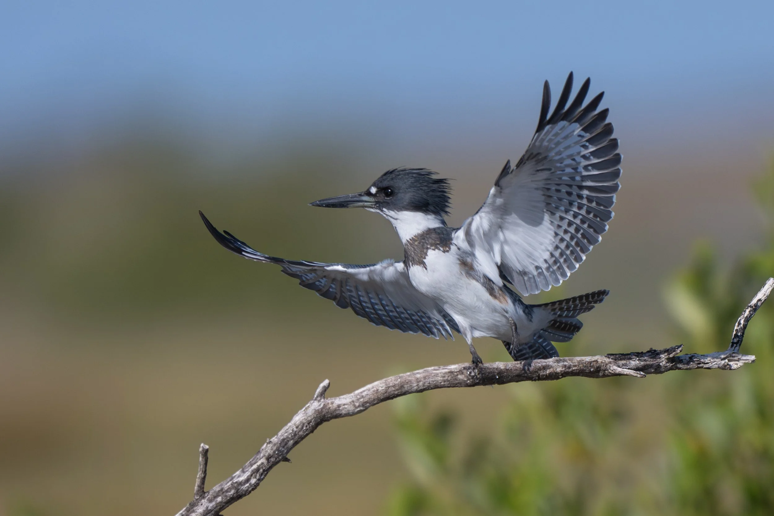belted_kingfisher_030_5617.jpg