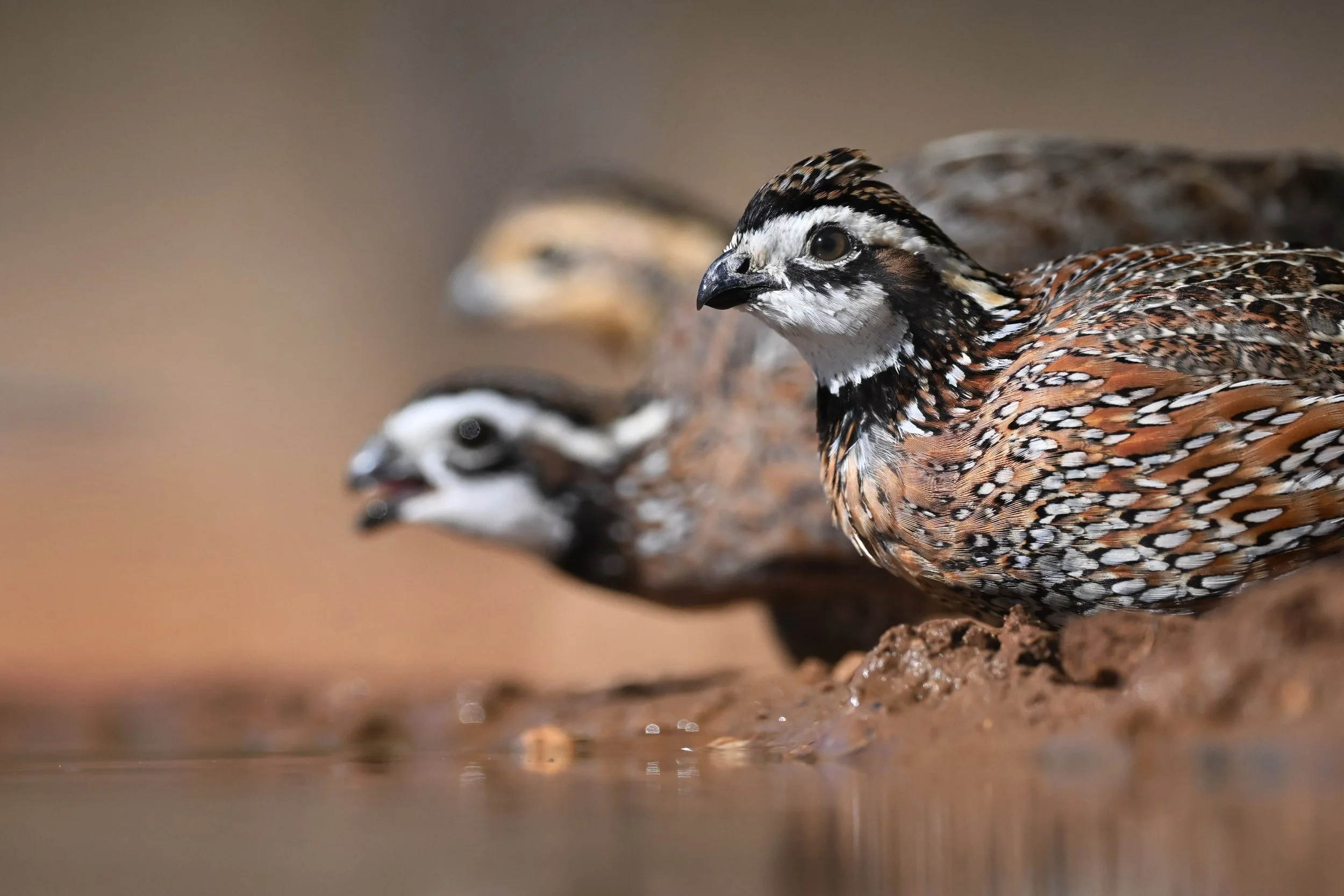 bobwhite_028_6225-4x6.jpg