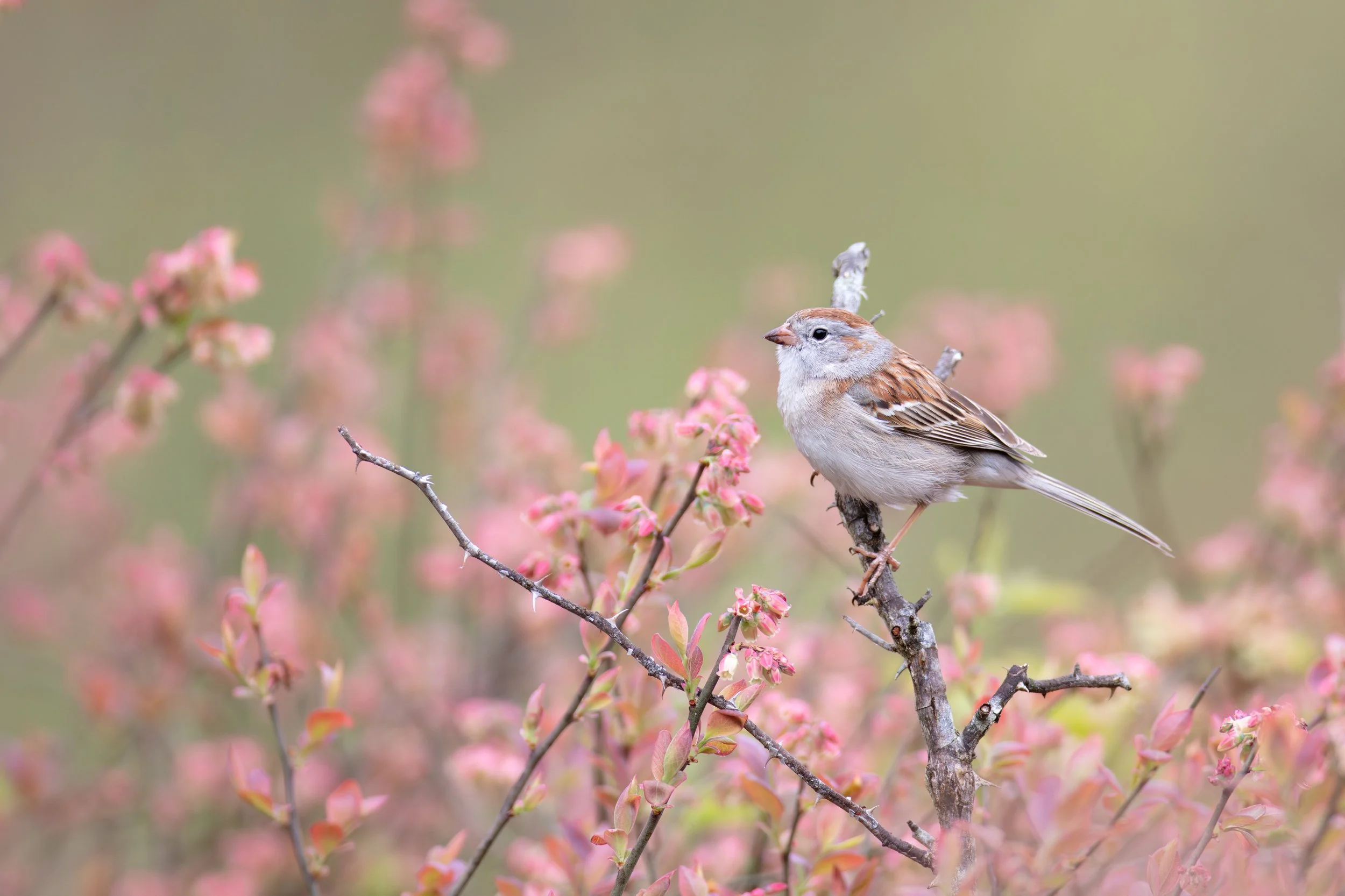 field_sparrow_1H7A1868-Edit.jpg