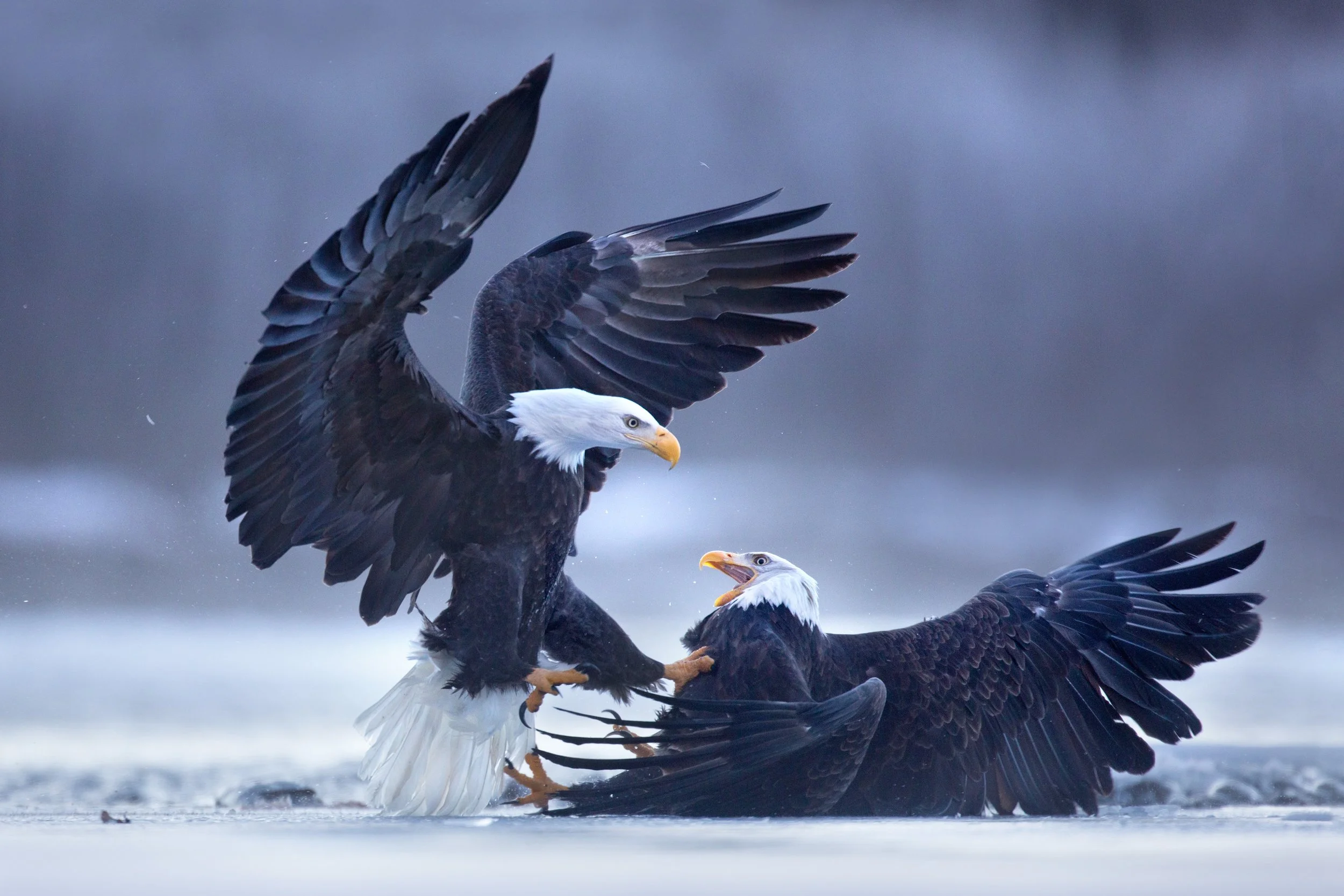 bald_eagle_00503764-Edit.jpg