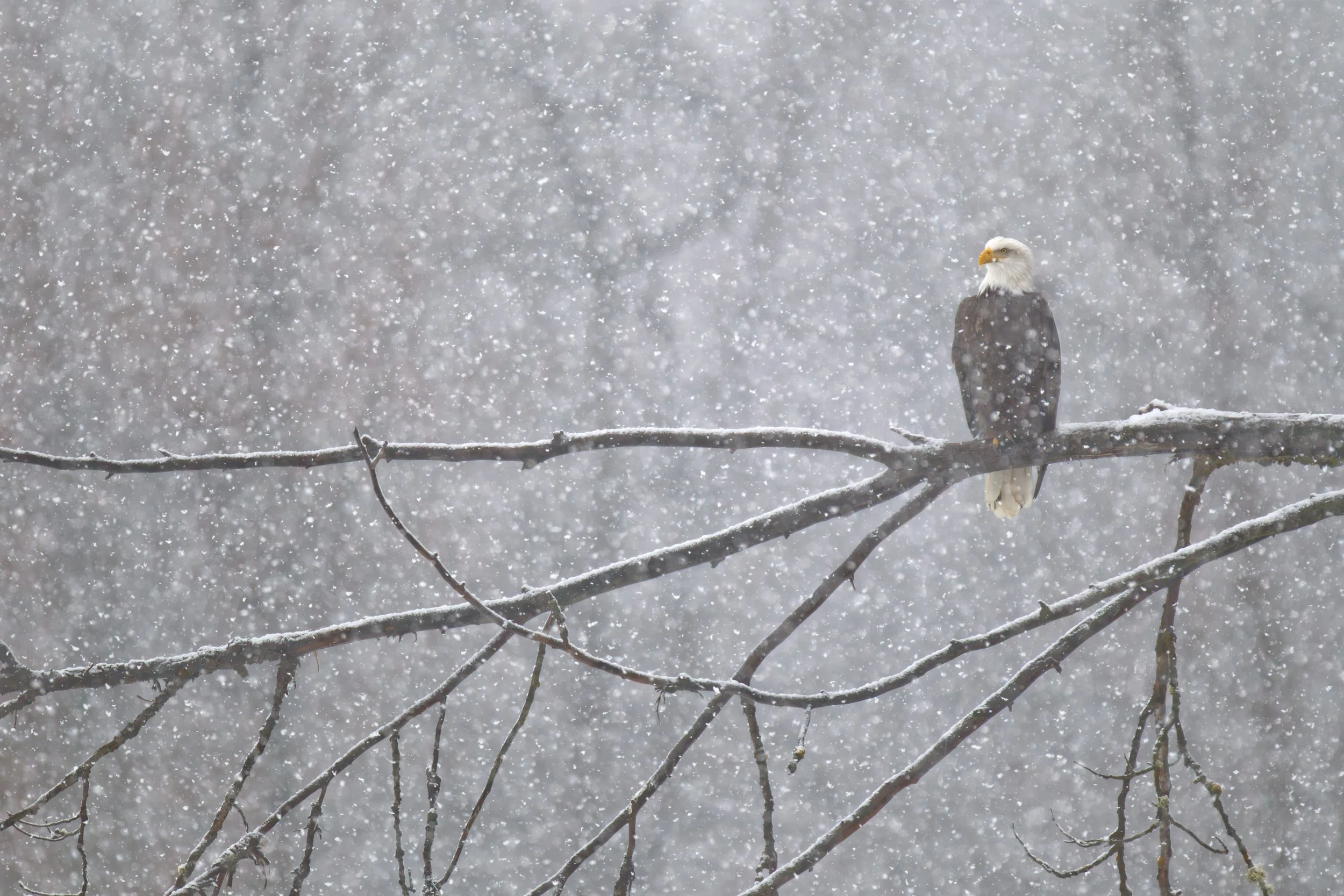 bald_eagle_00423448-Edit.jpg