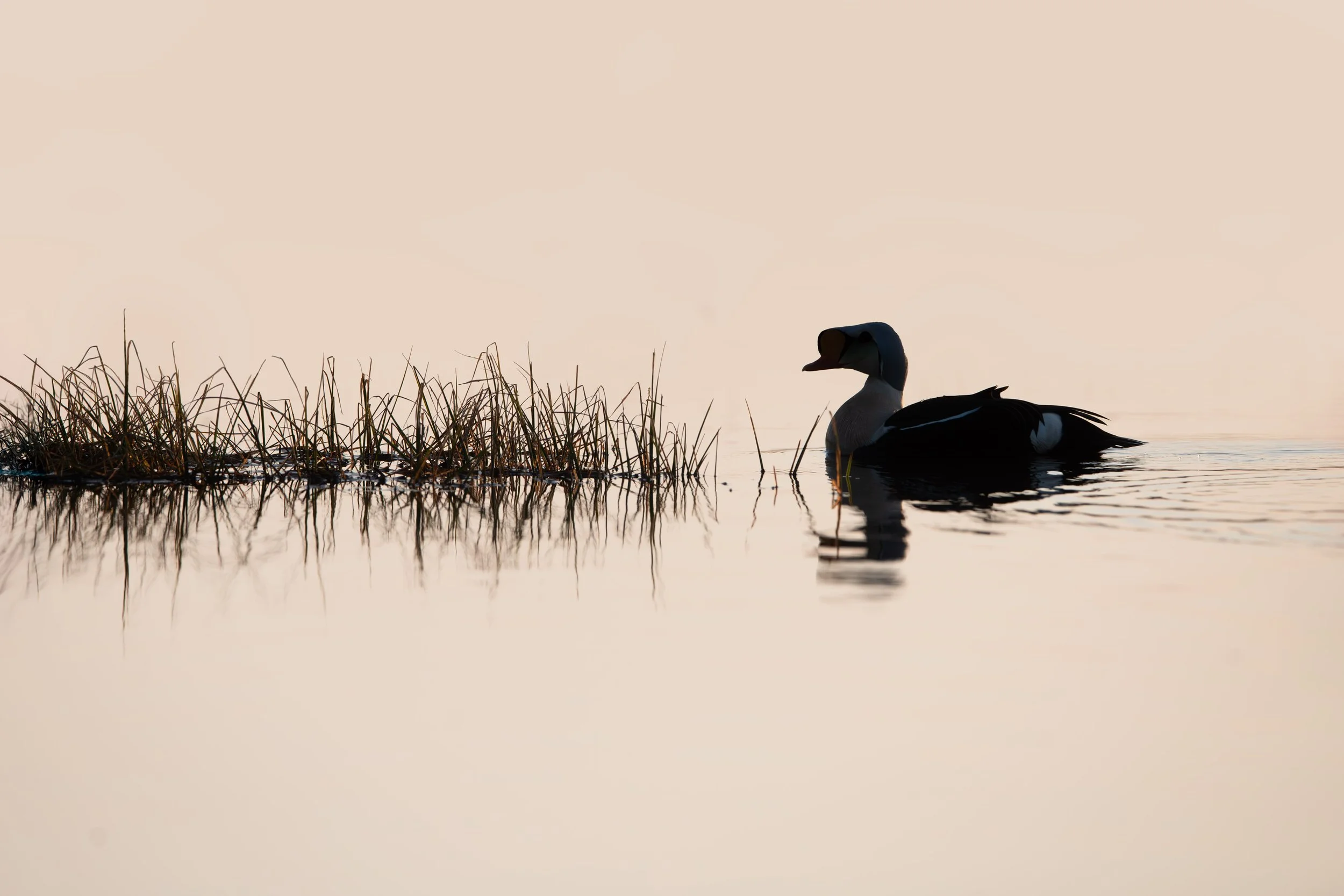 king_eider_012_4832-Edit.jpg
