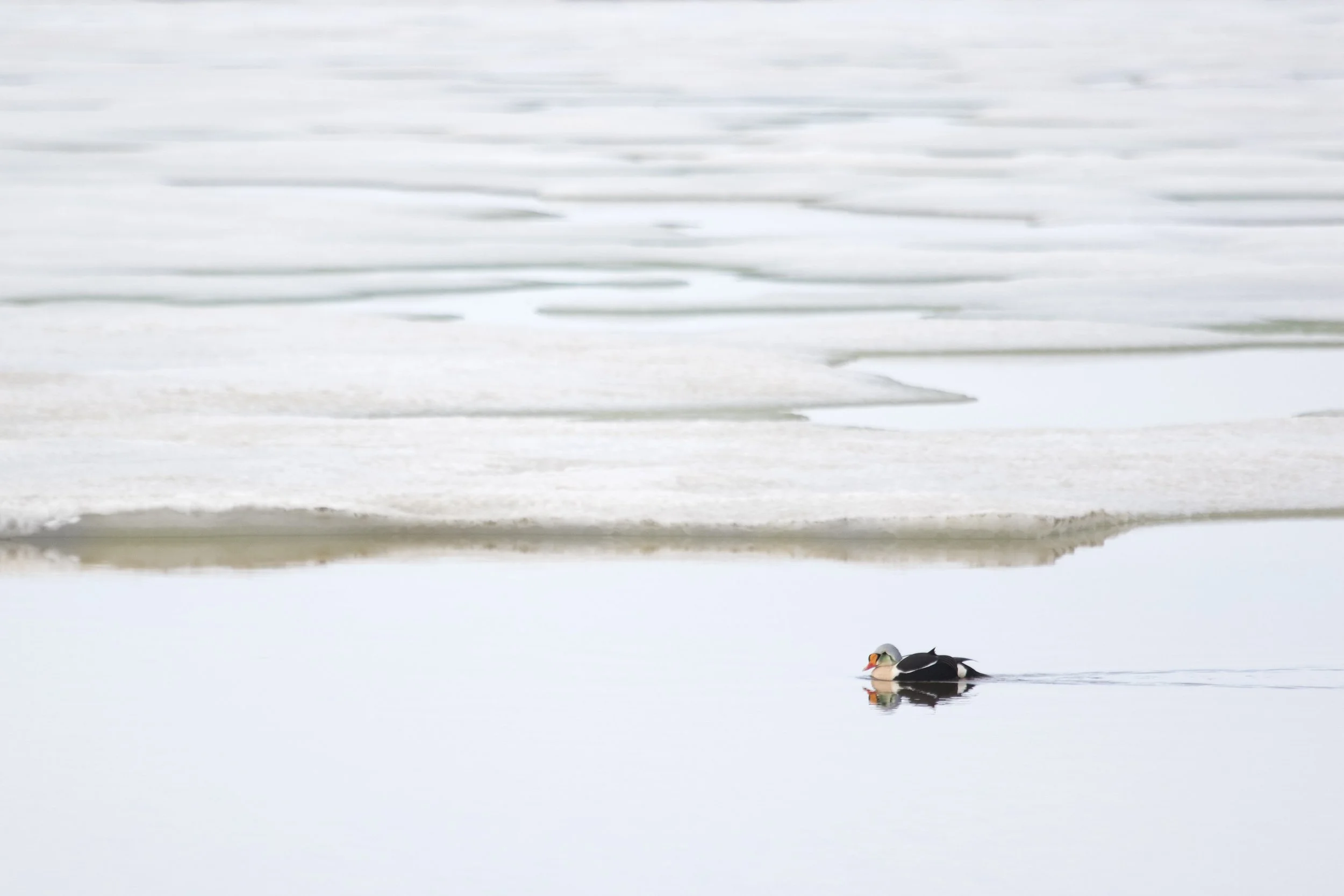 king_eider_C76A9187b.jpg