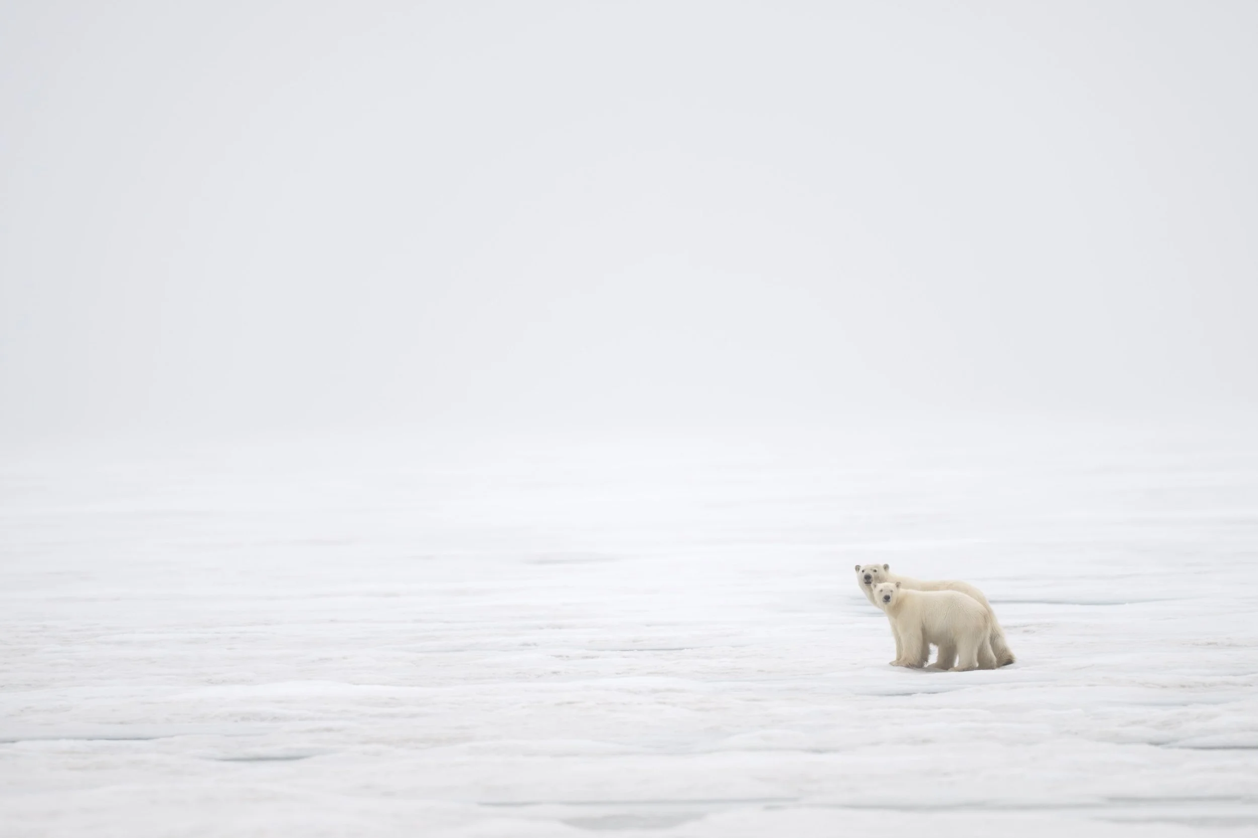 polar_bears_010_1545-Edit.jpg
